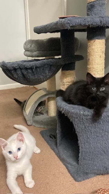 Enlarge PA - Bagheera, a Adoptable Domestic Short Hair in Norristown, PA image 6/6
