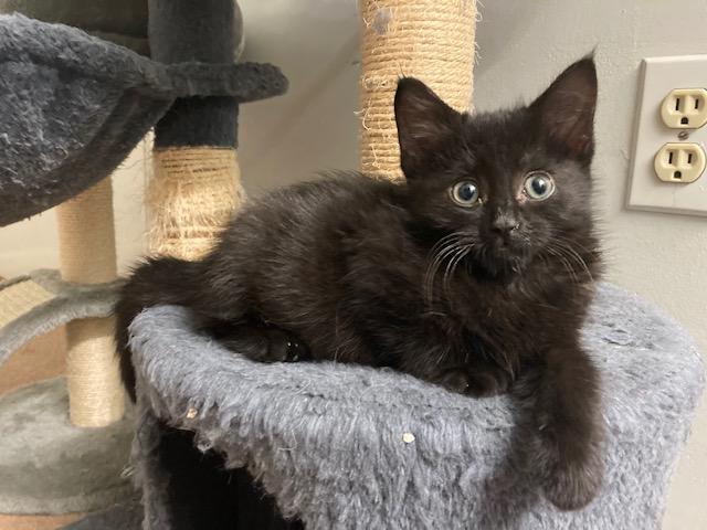 Enlarge PA - Bagheera, a Adoptable Domestic Short Hair in Norristown, PA image 1/6