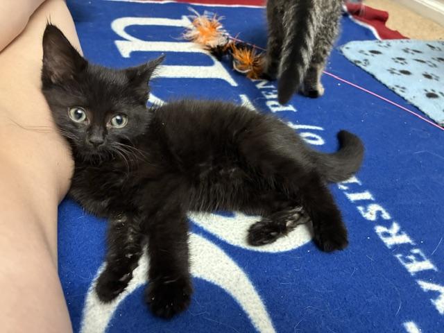 Enlarge PA - Bagheera, a Adoptable Domestic Short Hair in Norristown, PA image 3/6