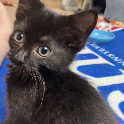 Enlarge PA - Bagheera, a Adoptable Domestic Short Hair in Norristown, PA image 5/6