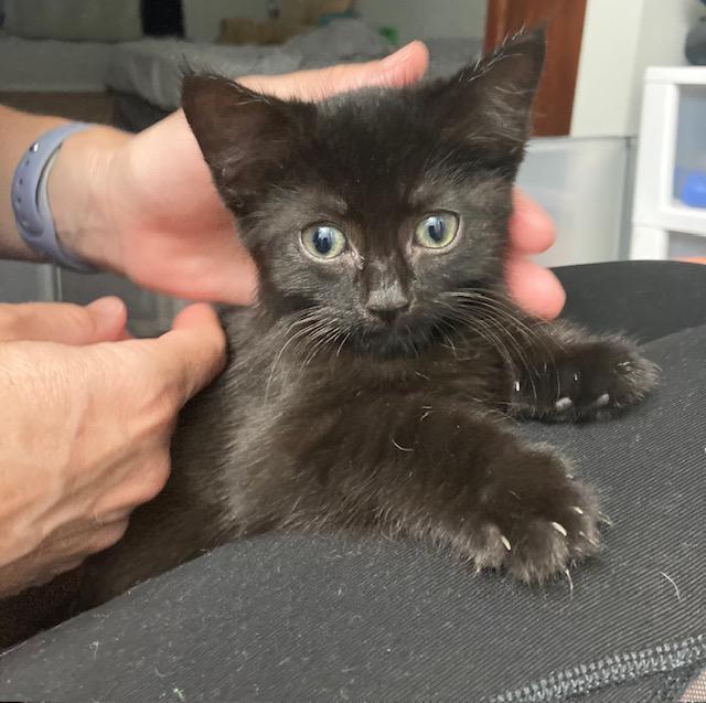 Enlarge PA - Bagheera, a Adoptable Domestic Short Hair in Norristown, PA image 2/6