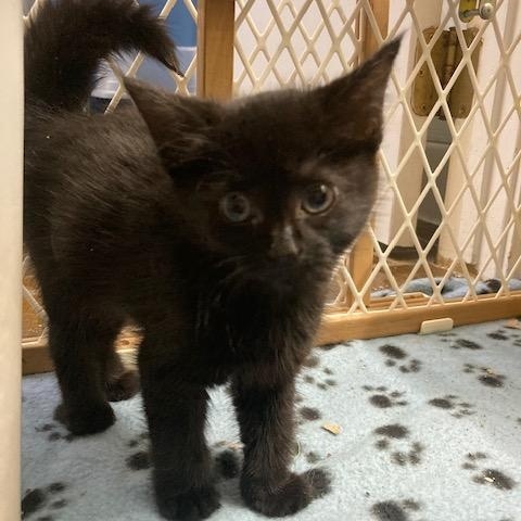 Enlarge PA - Bagheera, a Adoptable Domestic Short Hair in Norristown, PA image 4/6