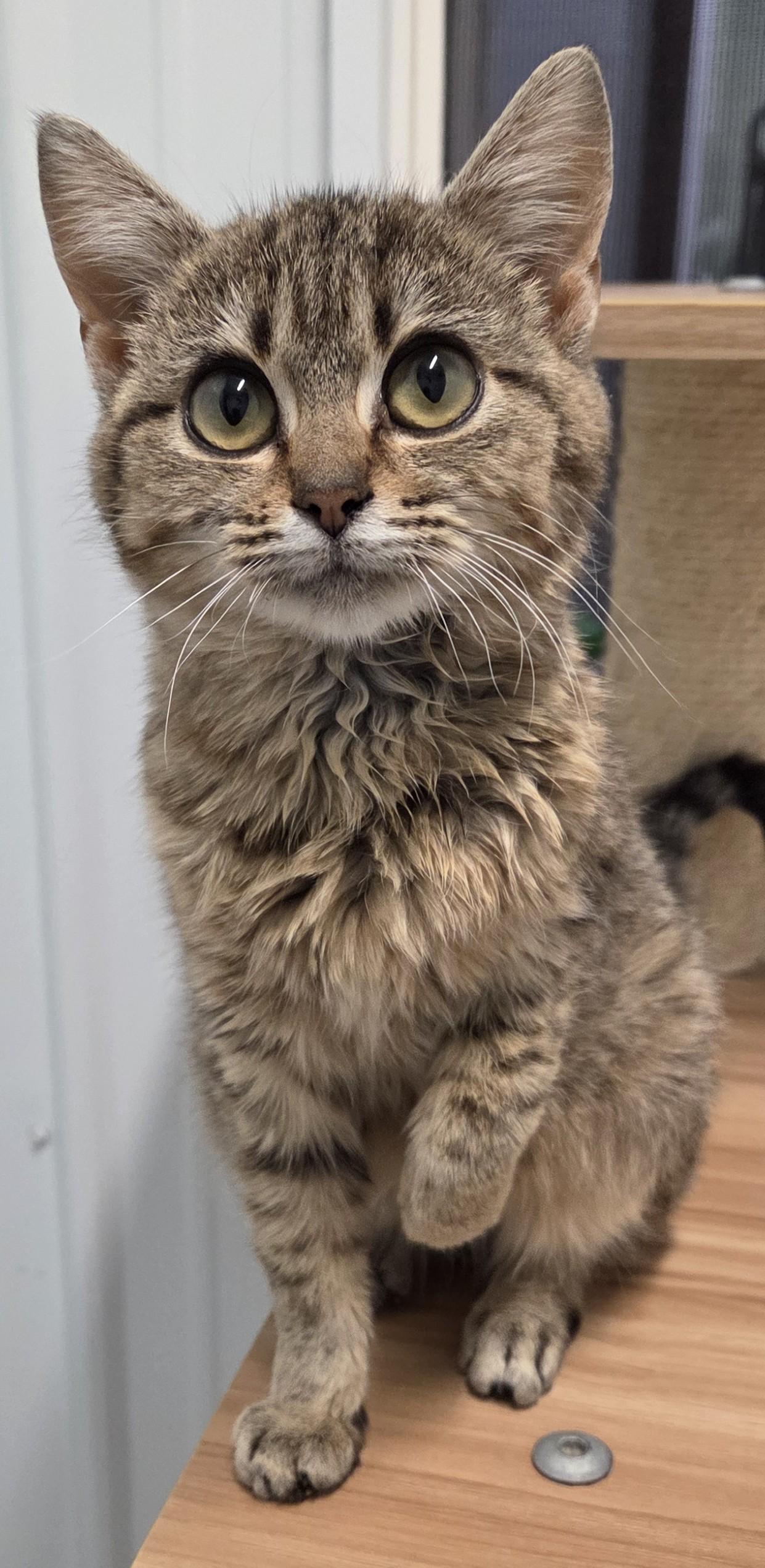 Enlarge Poinsettia, a ADOPTABLE Domestic Short Hair in Rushville, IN image 1/3