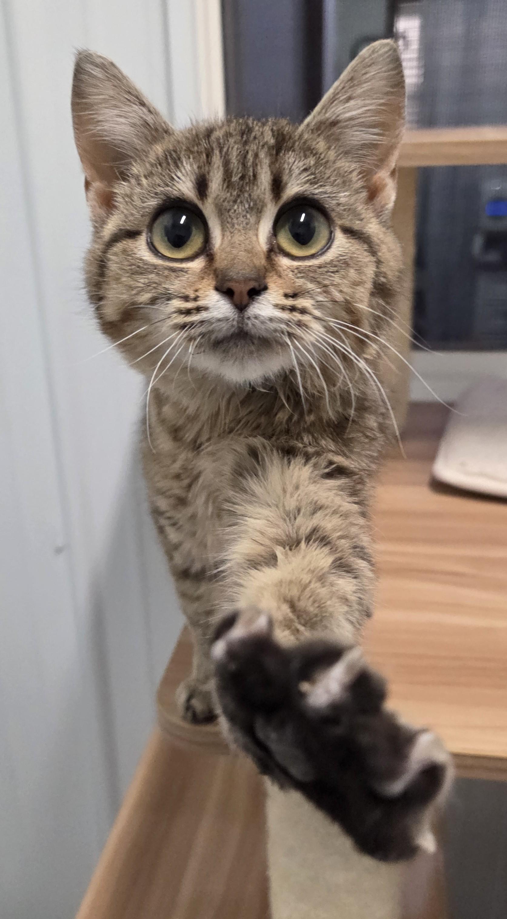 Enlarge Poinsettia, a ADOPTABLE Domestic Short Hair in Rushville, IN image 2/3