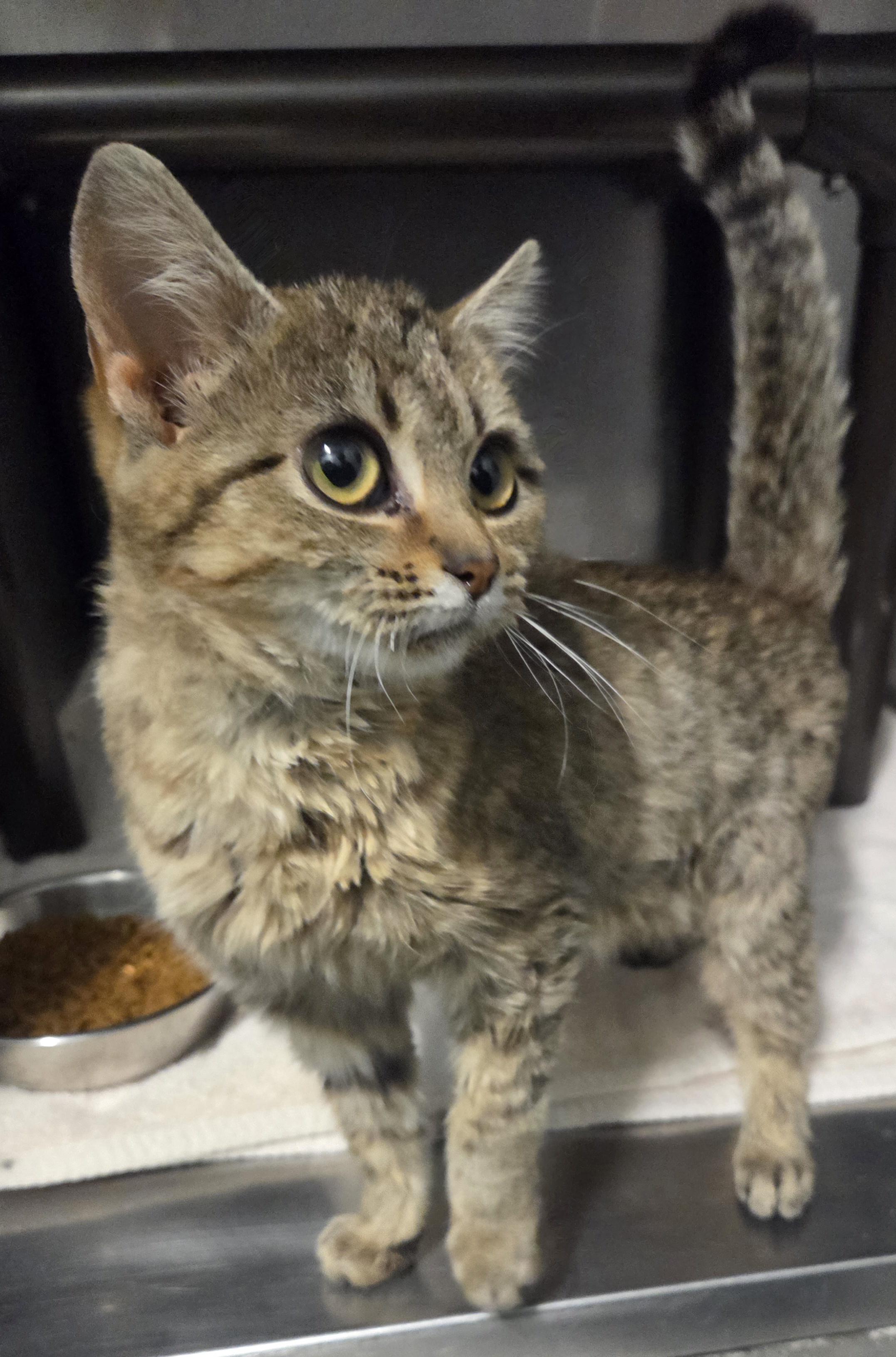 Enlarge Poinsettia, a ADOPTABLE Domestic Short Hair in Rushville, IN image 3/3