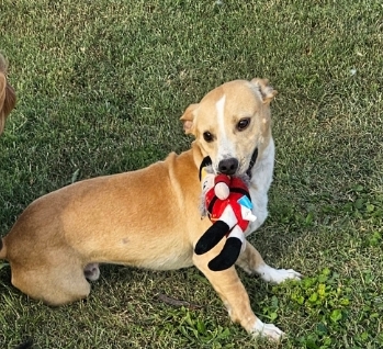 Manny, Adopted, Adult Male Dachshund.