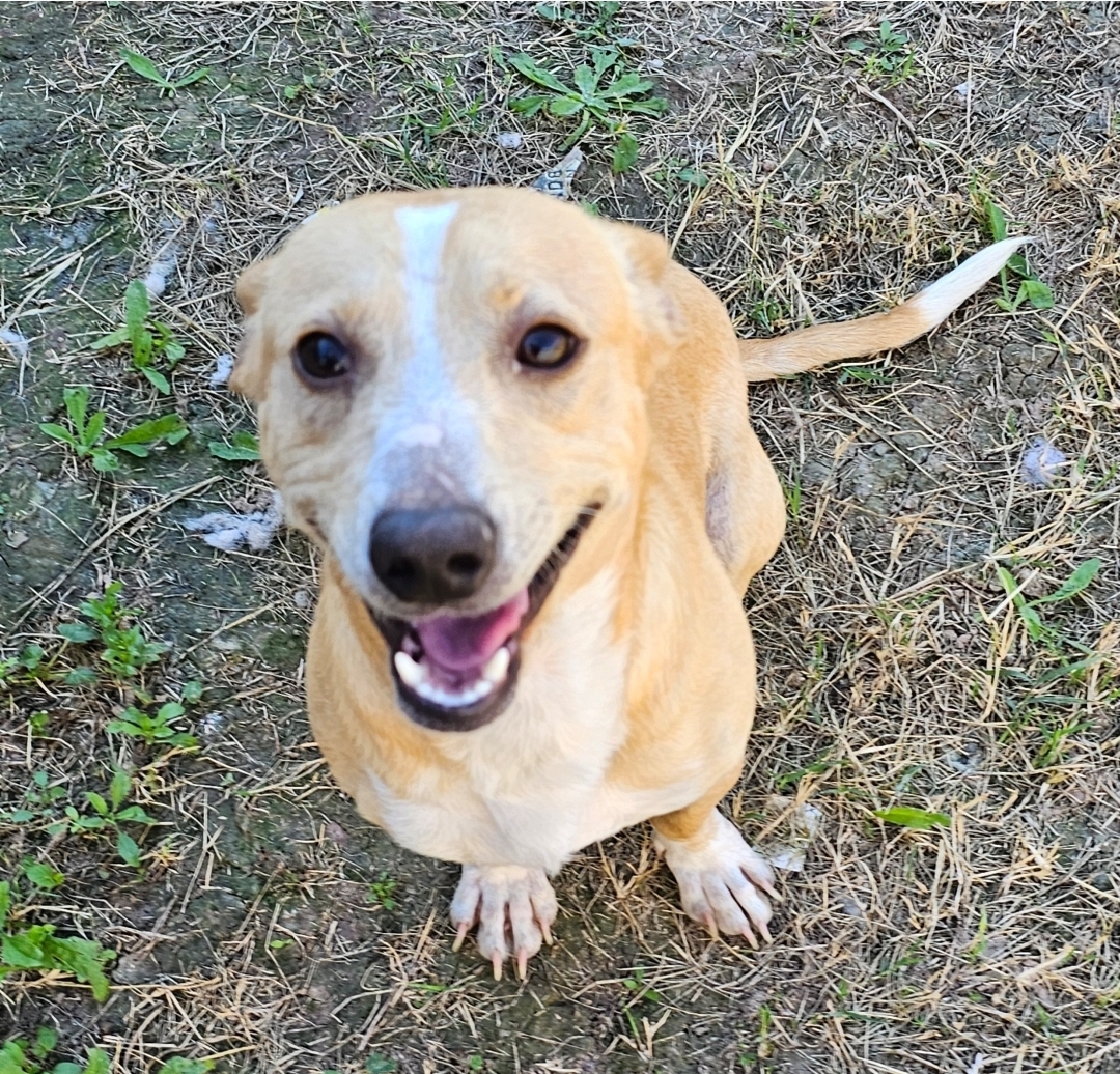 Enlarge Manny, a Adopted Dachshund in Edinburg, TX image 2/4