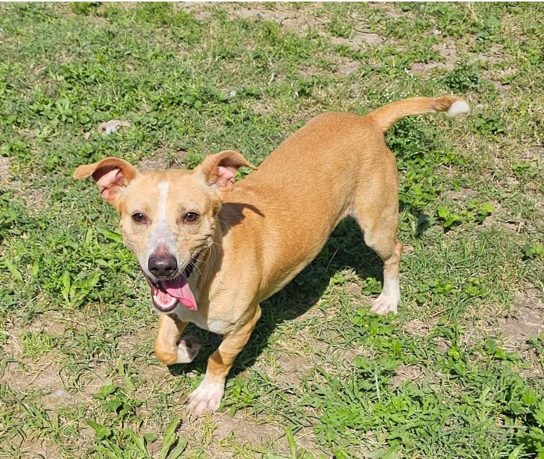 Enlarge Manny, a Adopted Dachshund in Edinburg, TX image 3/4