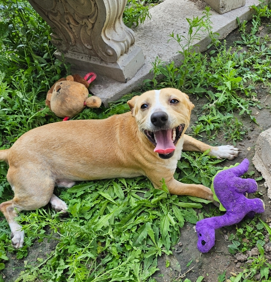Enlarge Manny, a Adopted Dachshund in Edinburg, TX image 4/4