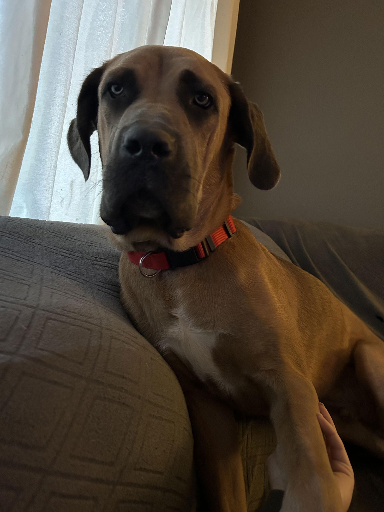 Enlarge Chili Mac, a Adoptable Mastiff in St. Louis, MO image 1/3