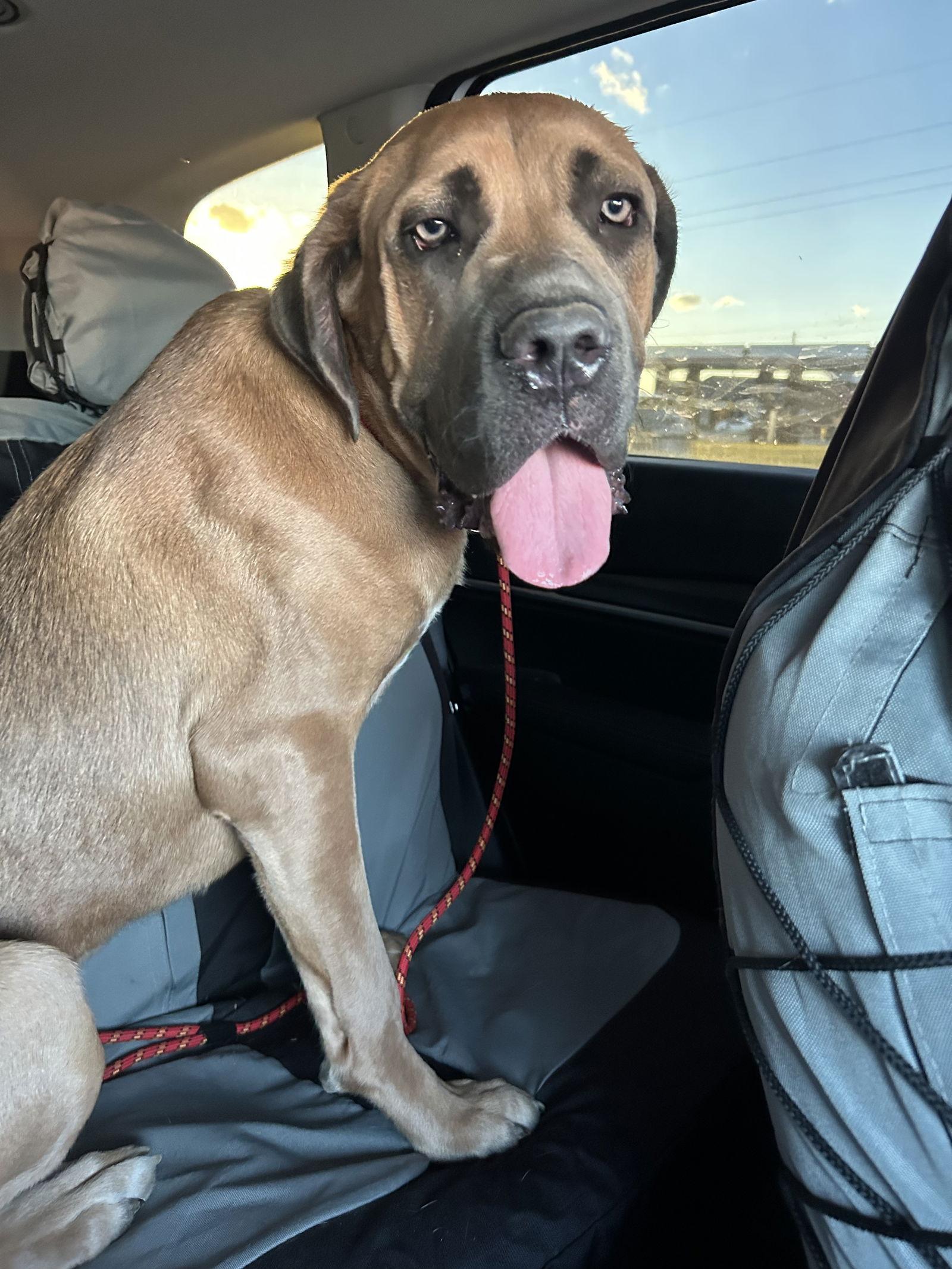 Enlarge Chili Mac, a Adoptable Mastiff in St. Louis, MO image 3/3