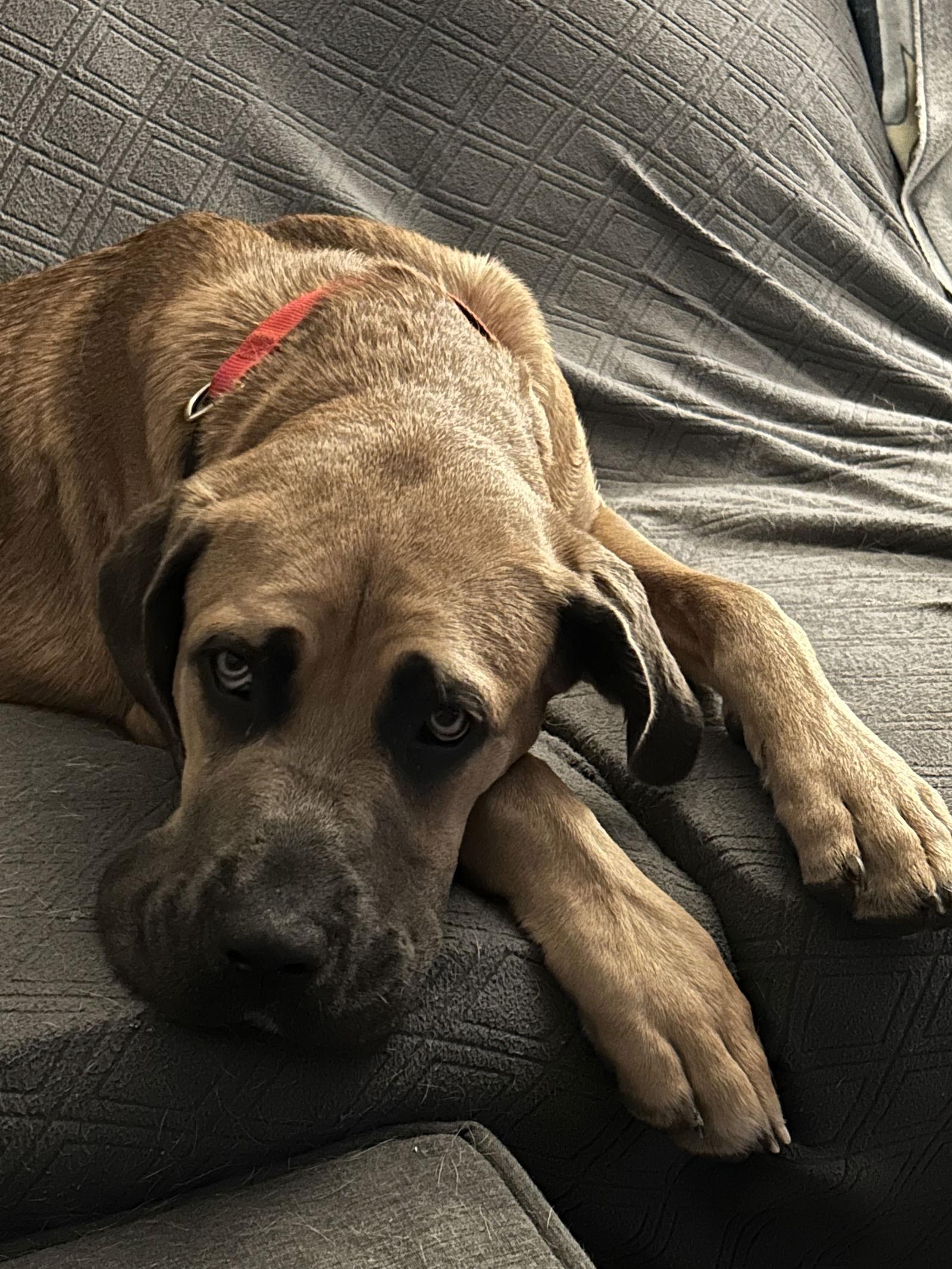 Enlarge Chili Mac, a Adoptable Mastiff in St. Louis, MO image 3/3