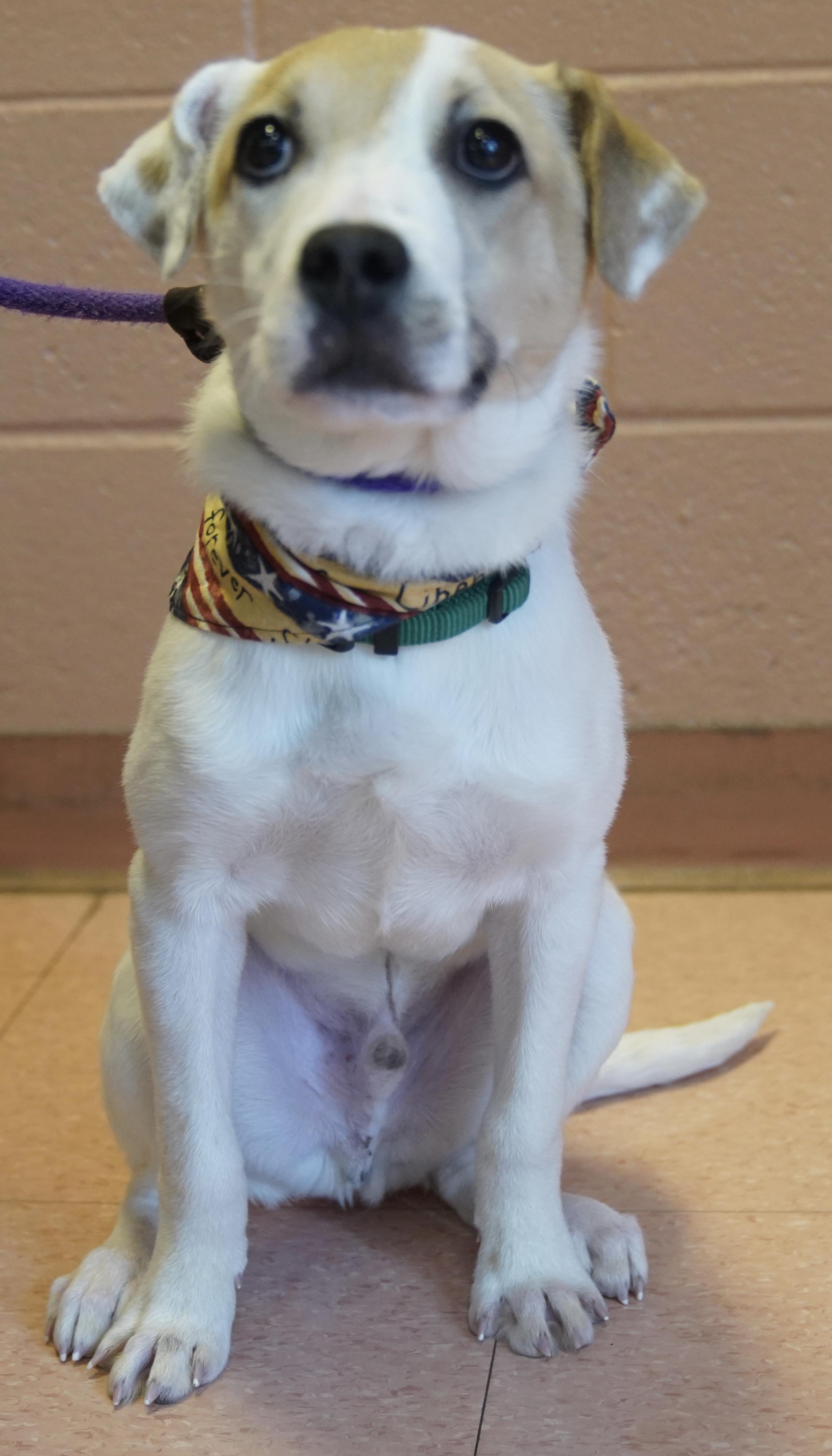 Enlarge Finnegan , a ADOPTABLE mixed breed in Pottsville, PA image 4/5