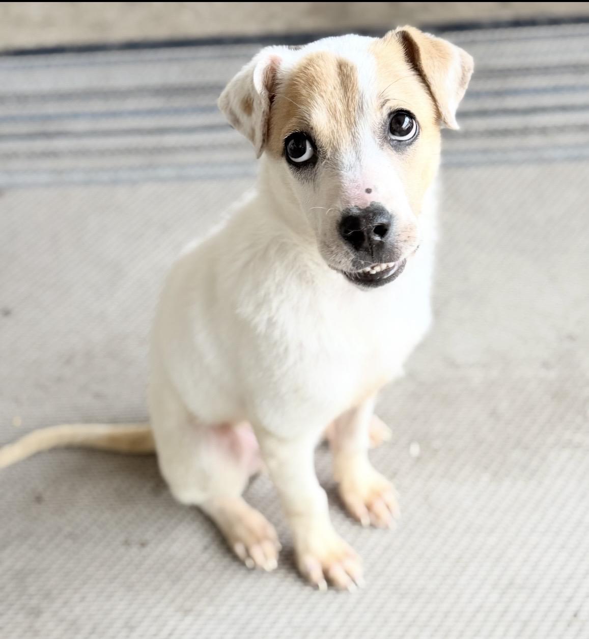 Finnegan , ADOPTABLE, Puppy Male Australian Cattle Dog / Blue Heeler.