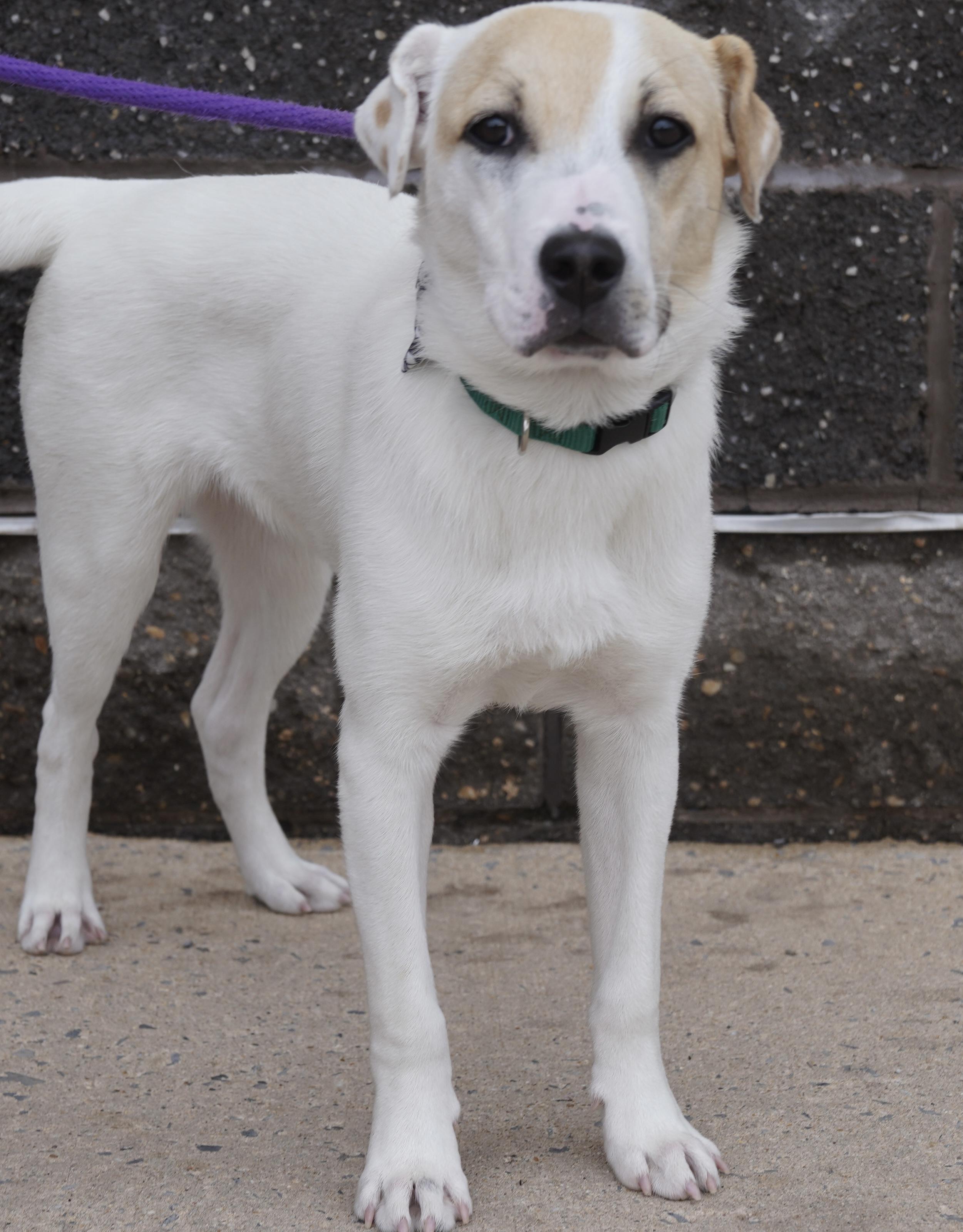Enlarge Finnegan , a ADOPTABLE mixed breed in Pottsville, PA image 3/3