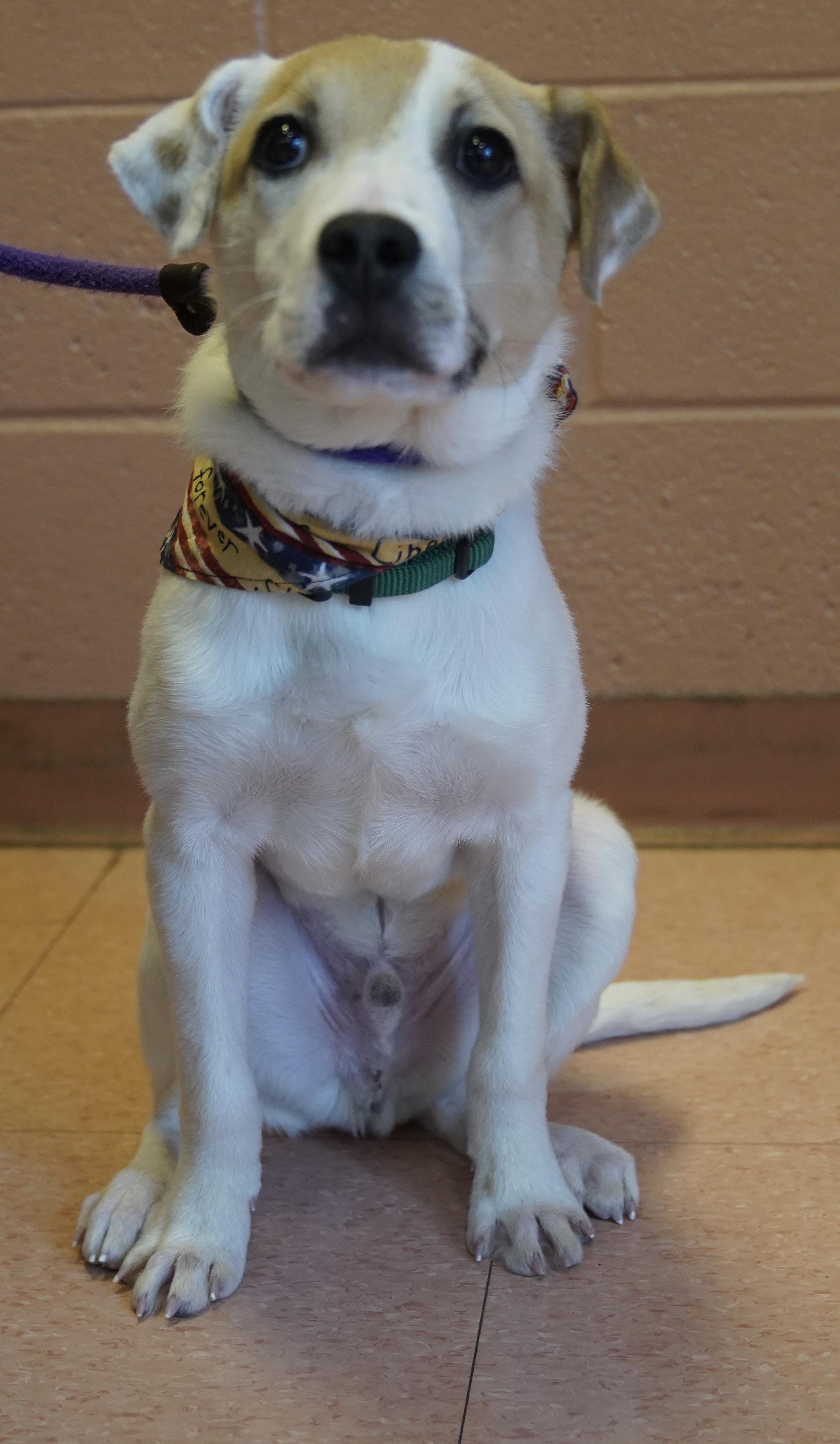 Enlarge Finnegan , a ADOPTABLE mixed breed in Pottsville, PA image 3/5