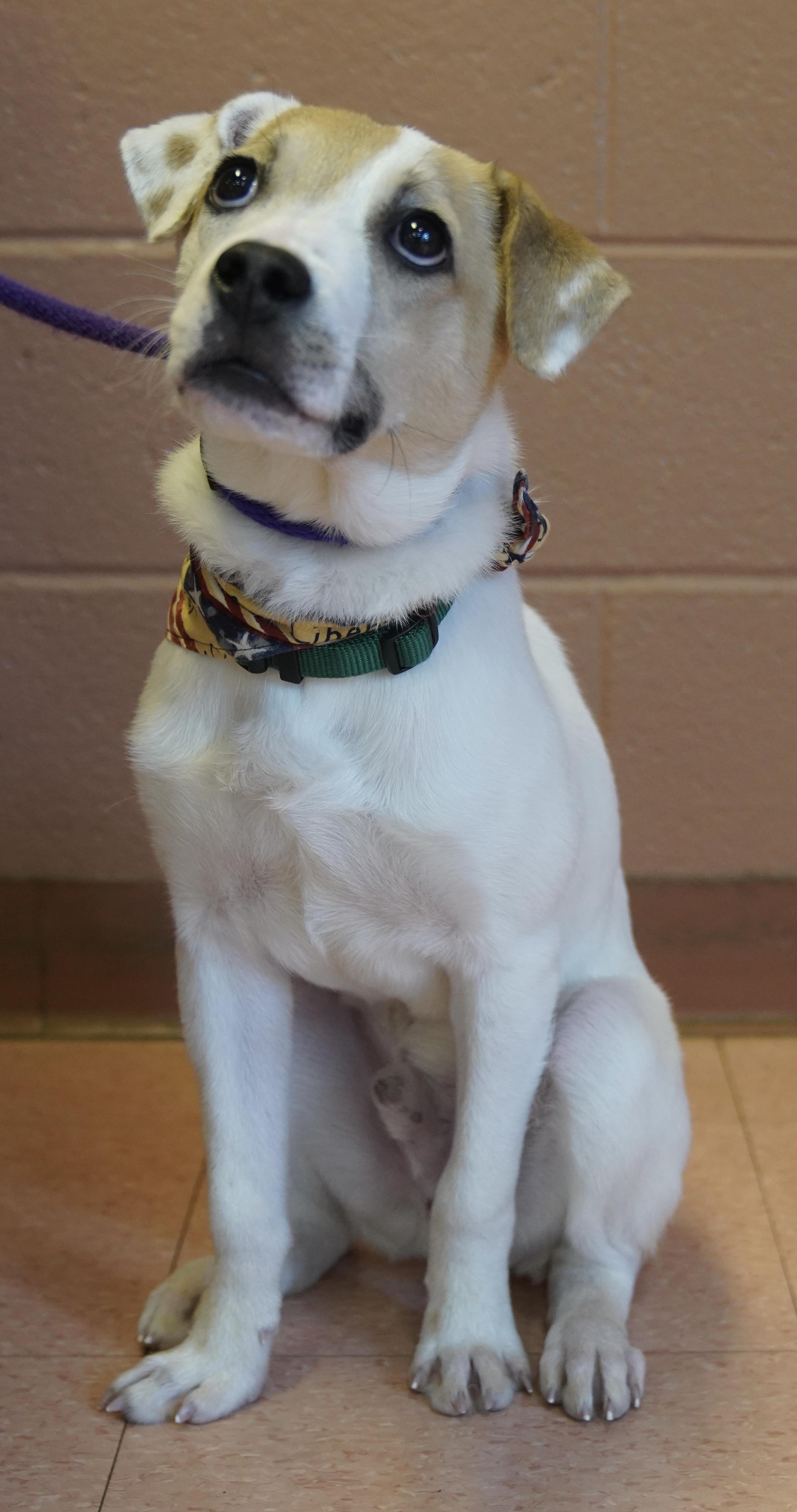 Enlarge Finnegan , a ADOPTABLE mixed breed in Pottsville, PA image 5/5