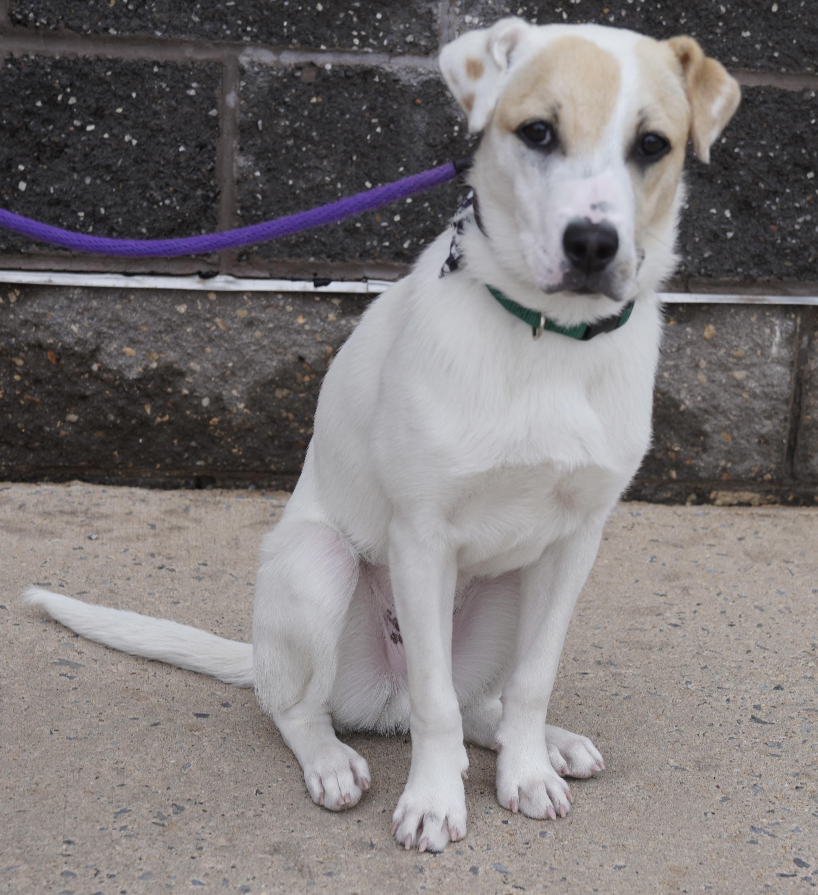 Finnegan , ADOPTABLE, Puppy Male Australian Cattle Dog / Blue Heeler.