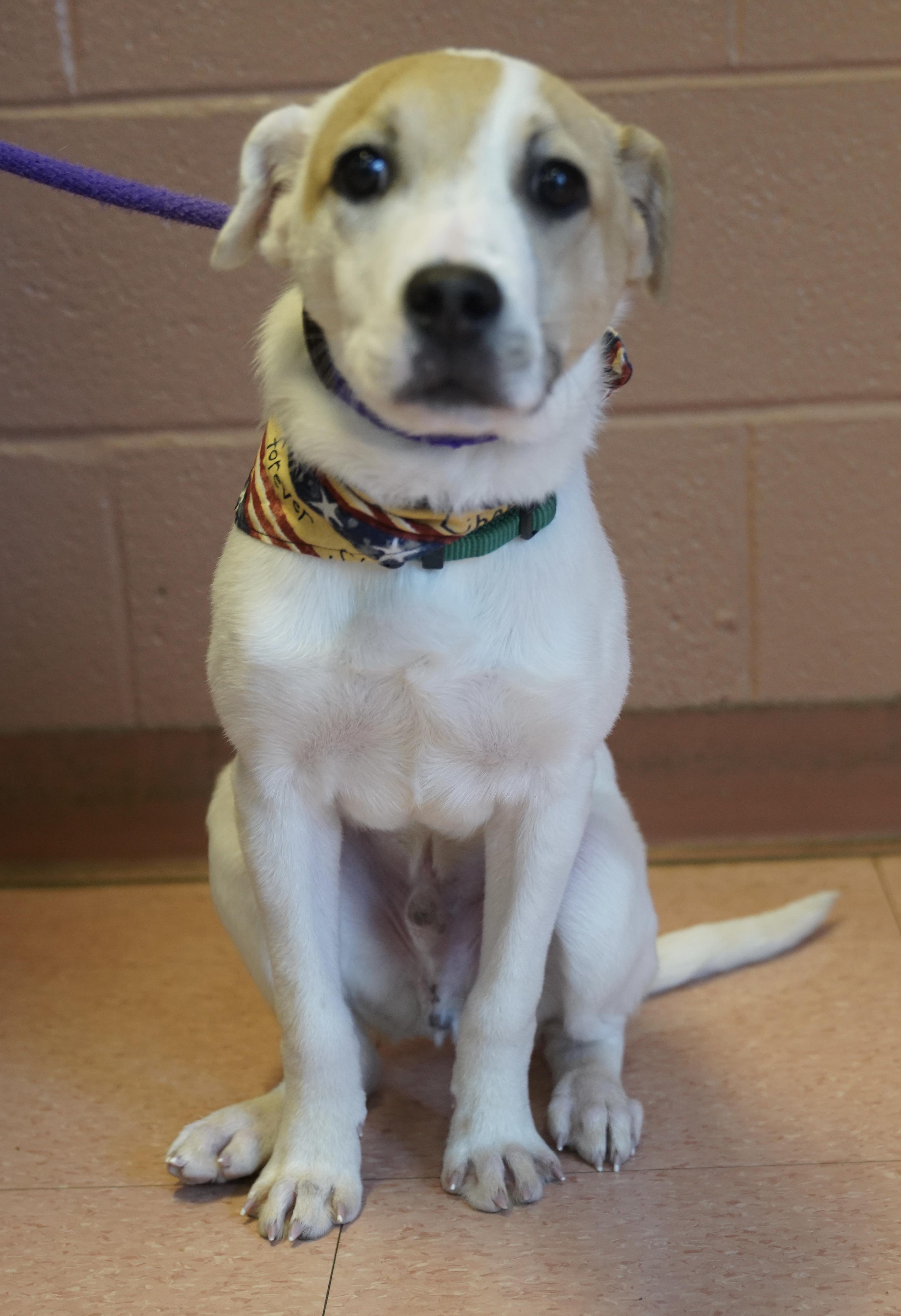Enlarge Finnegan , a ADOPTABLE mixed breed in Pottsville, PA image 2/5