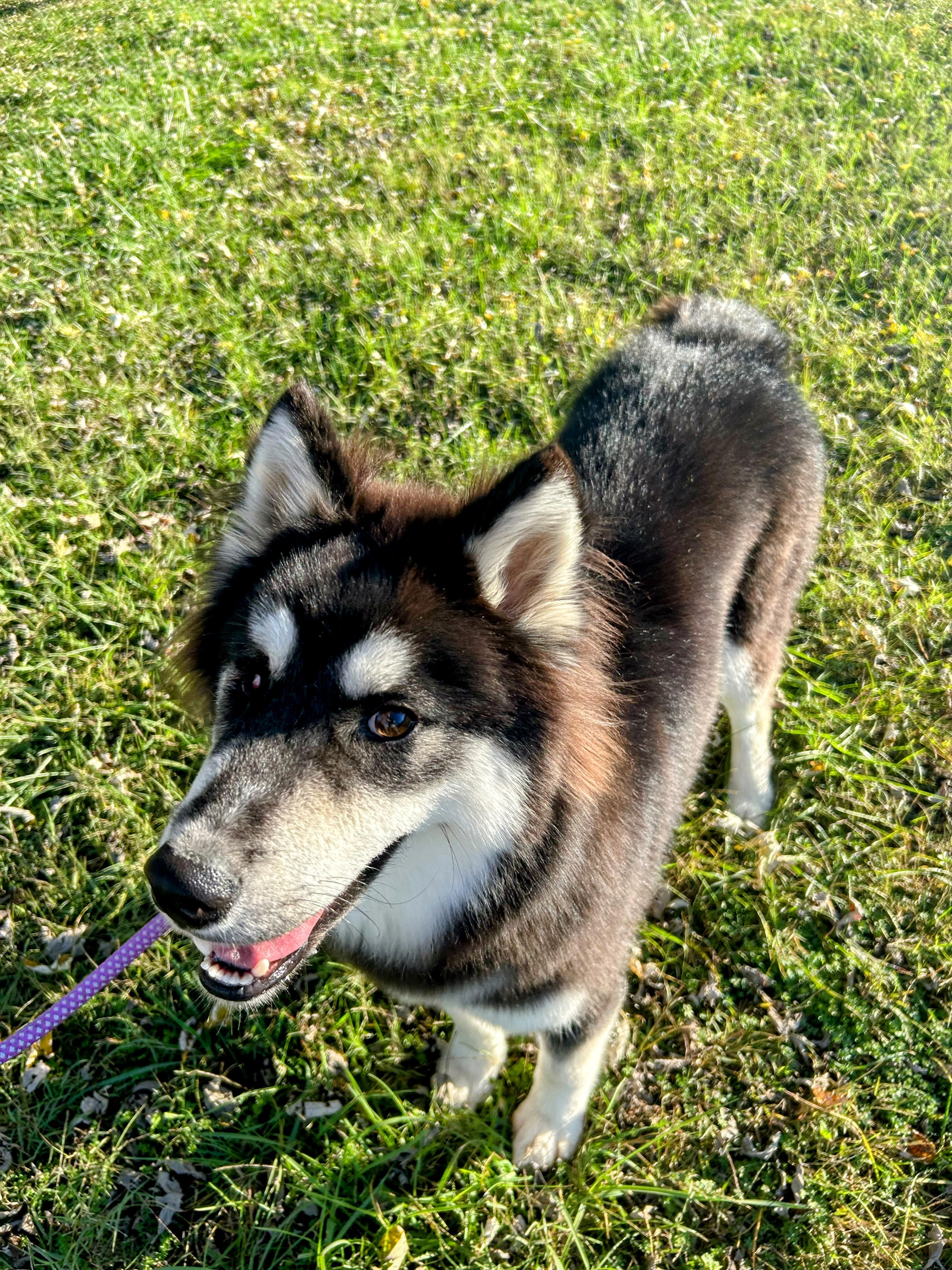 Timmy, a Adoptable mixed breed in Spring hill, TN image 6/6