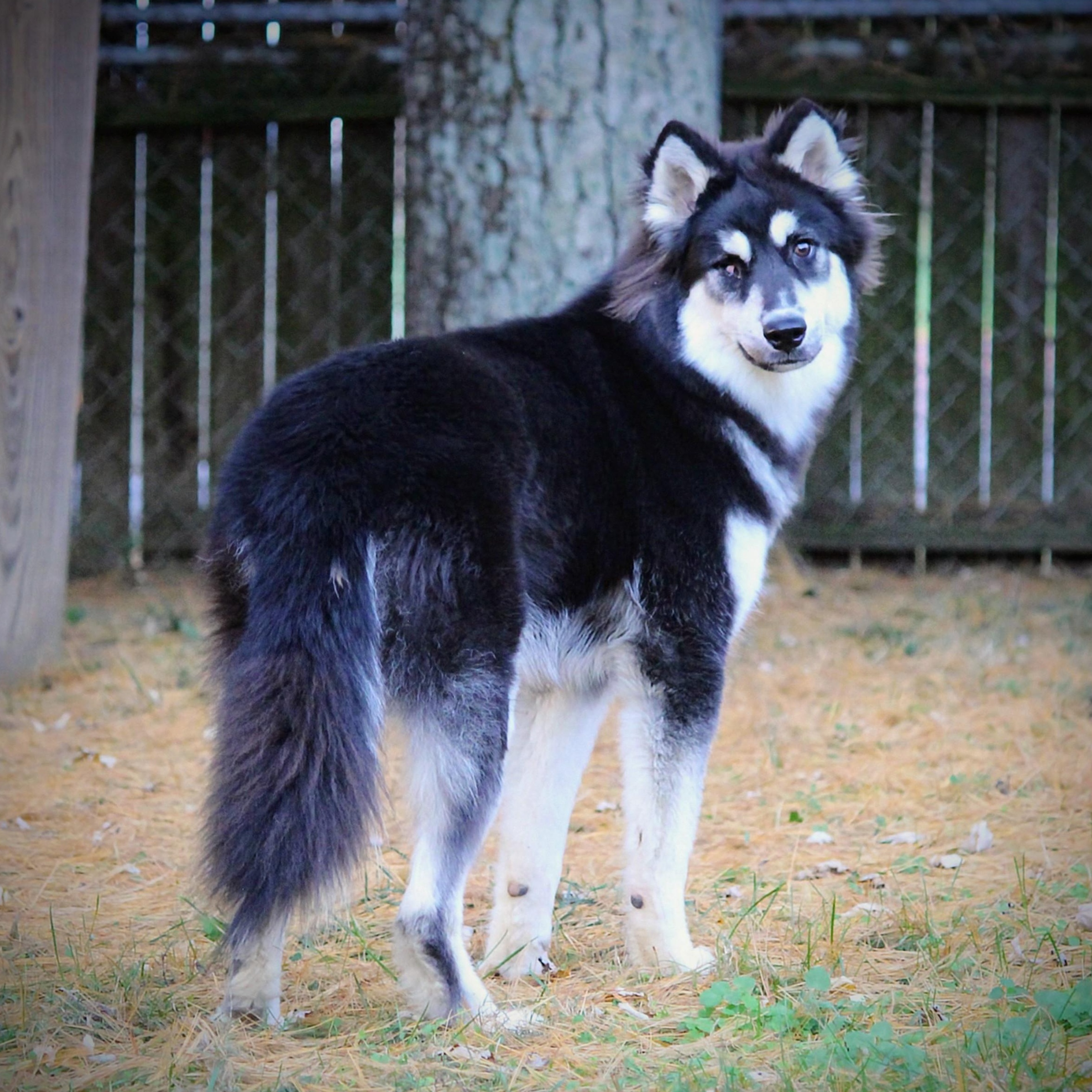 Timmy, a Adoptable mixed breed in Spring hill, TN image 4/6