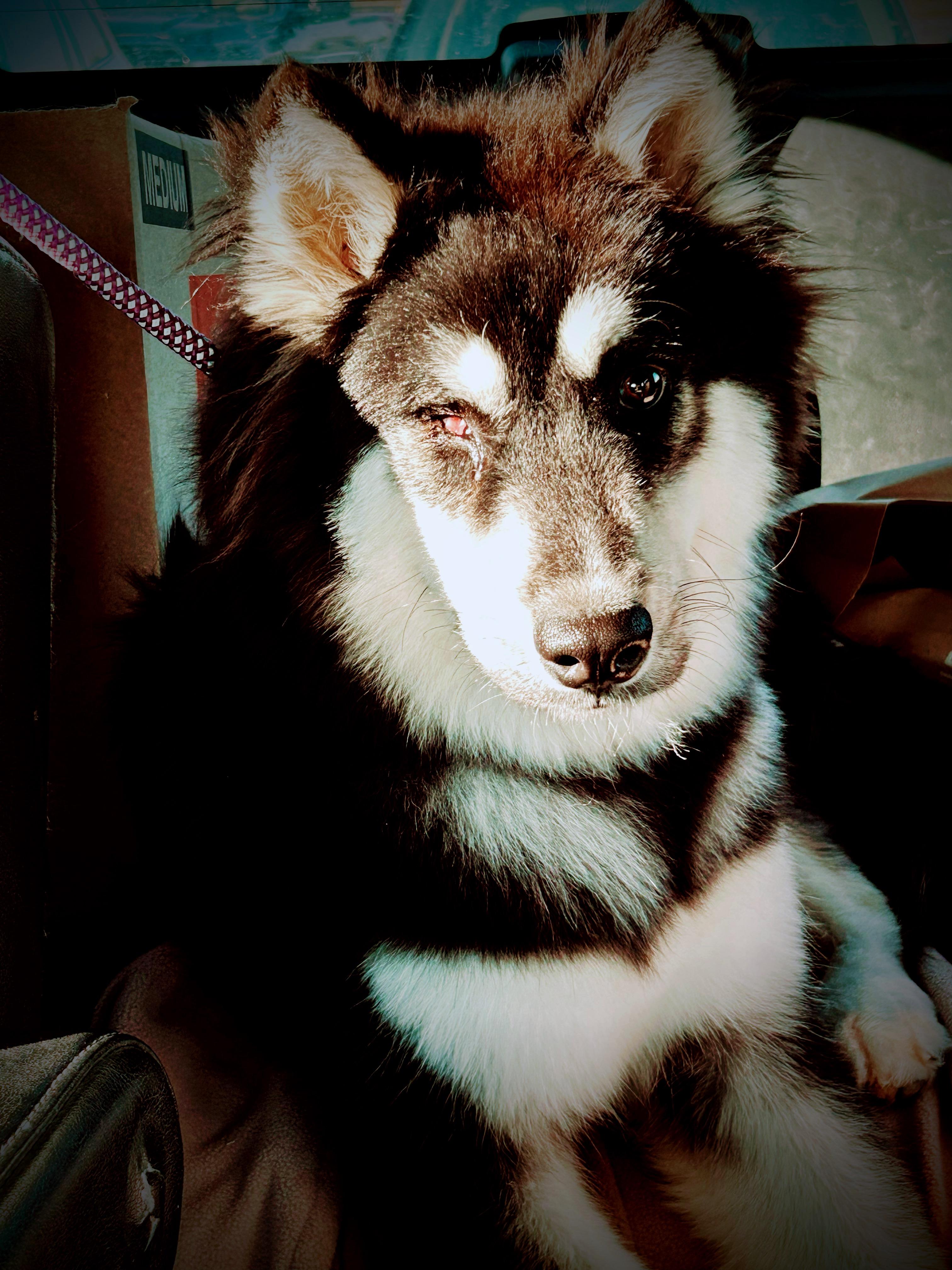 Timmy, a Adoptable mixed breed in Spring hill, TN image 5/6