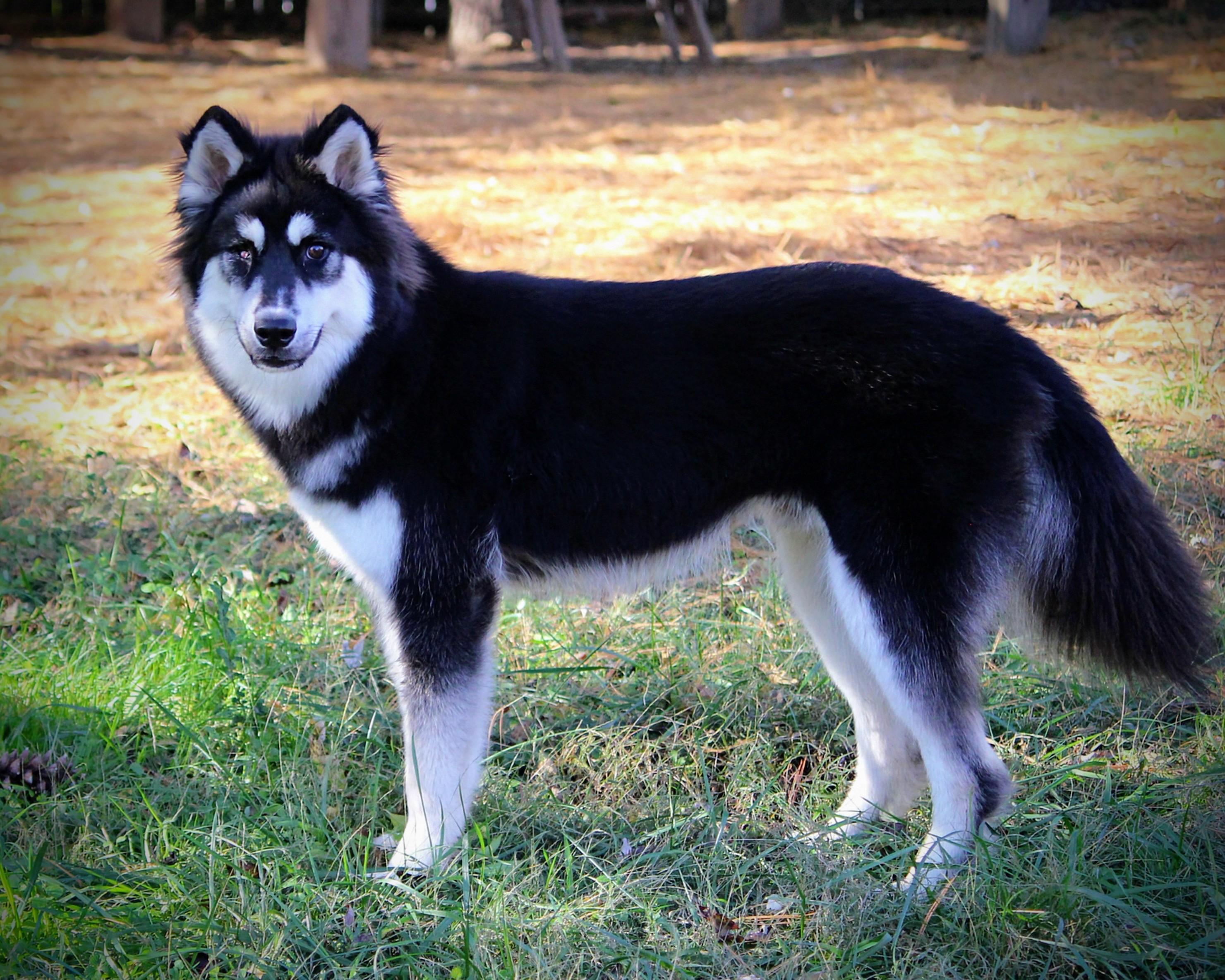 Timmy, a Adoptable mixed breed in Spring hill, TN image 2/6