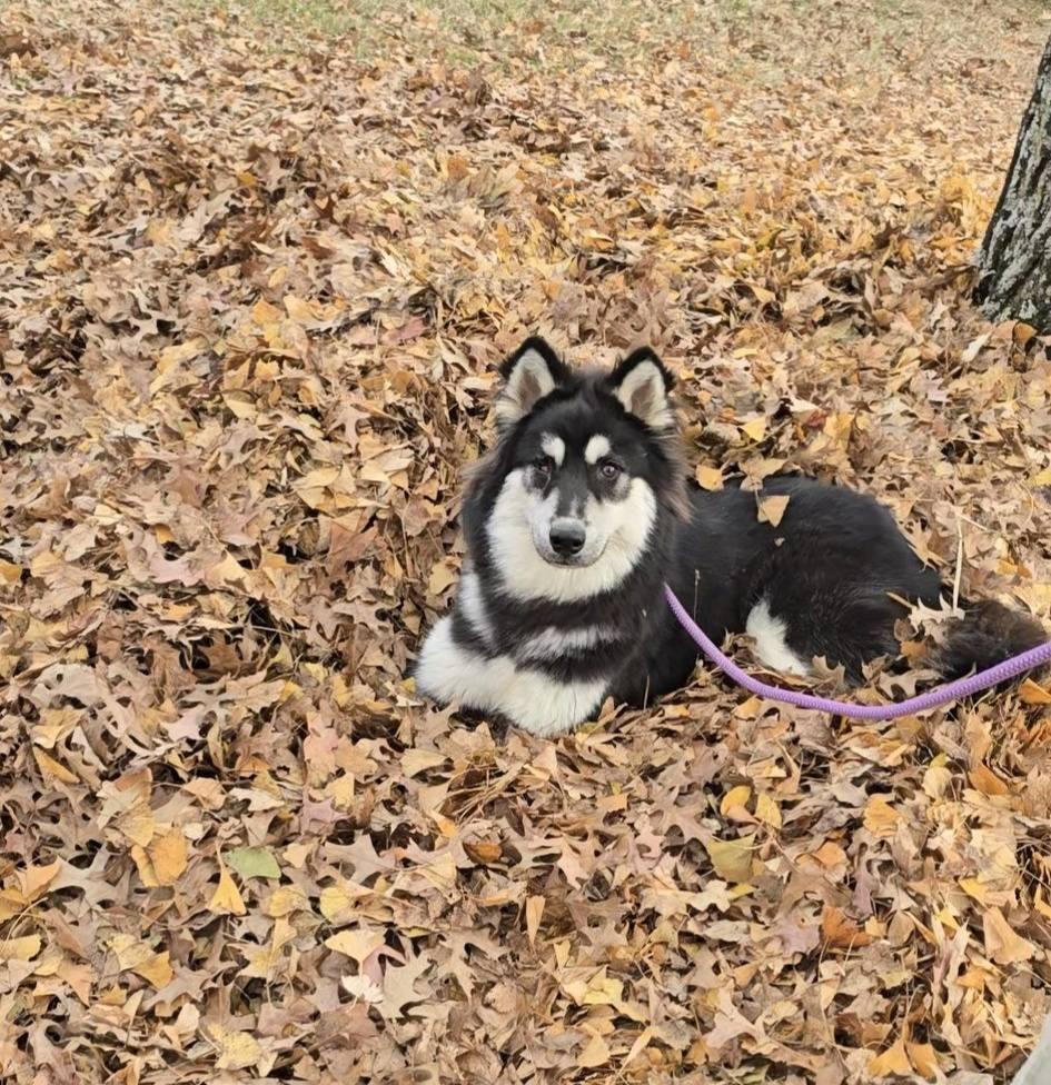 Timmy, a Adoptable mixed breed in Spring hill, TN image 1/6