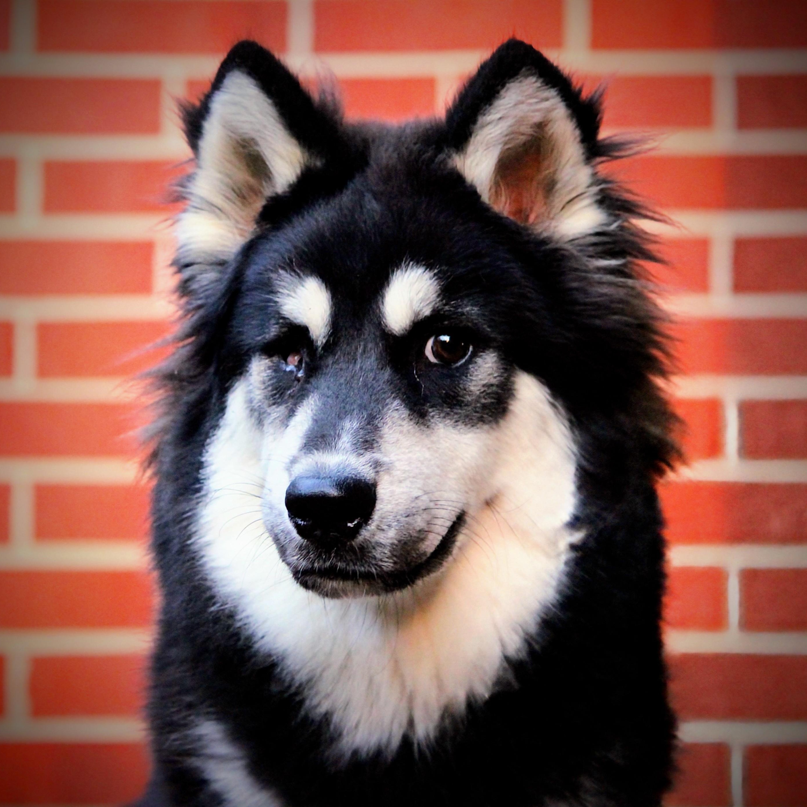 Timmy, a Adoptable mixed breed in Spring hill, TN image 3/6