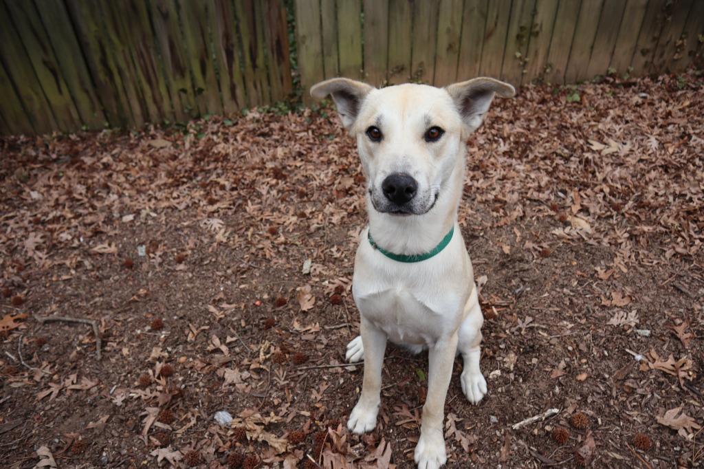 Enlarge Bugsy, a Adopted mixed breed in Raleigh, NC image 4/6