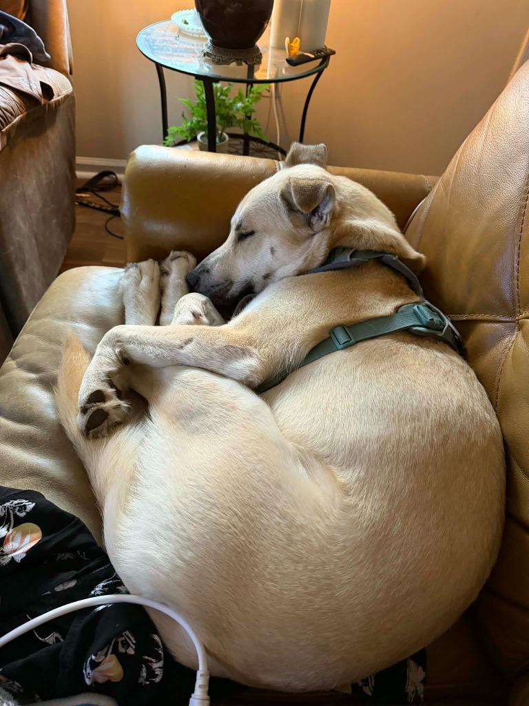 Enlarge Bugsy, a Adopted mixed breed in Raleigh, NC image 5/6