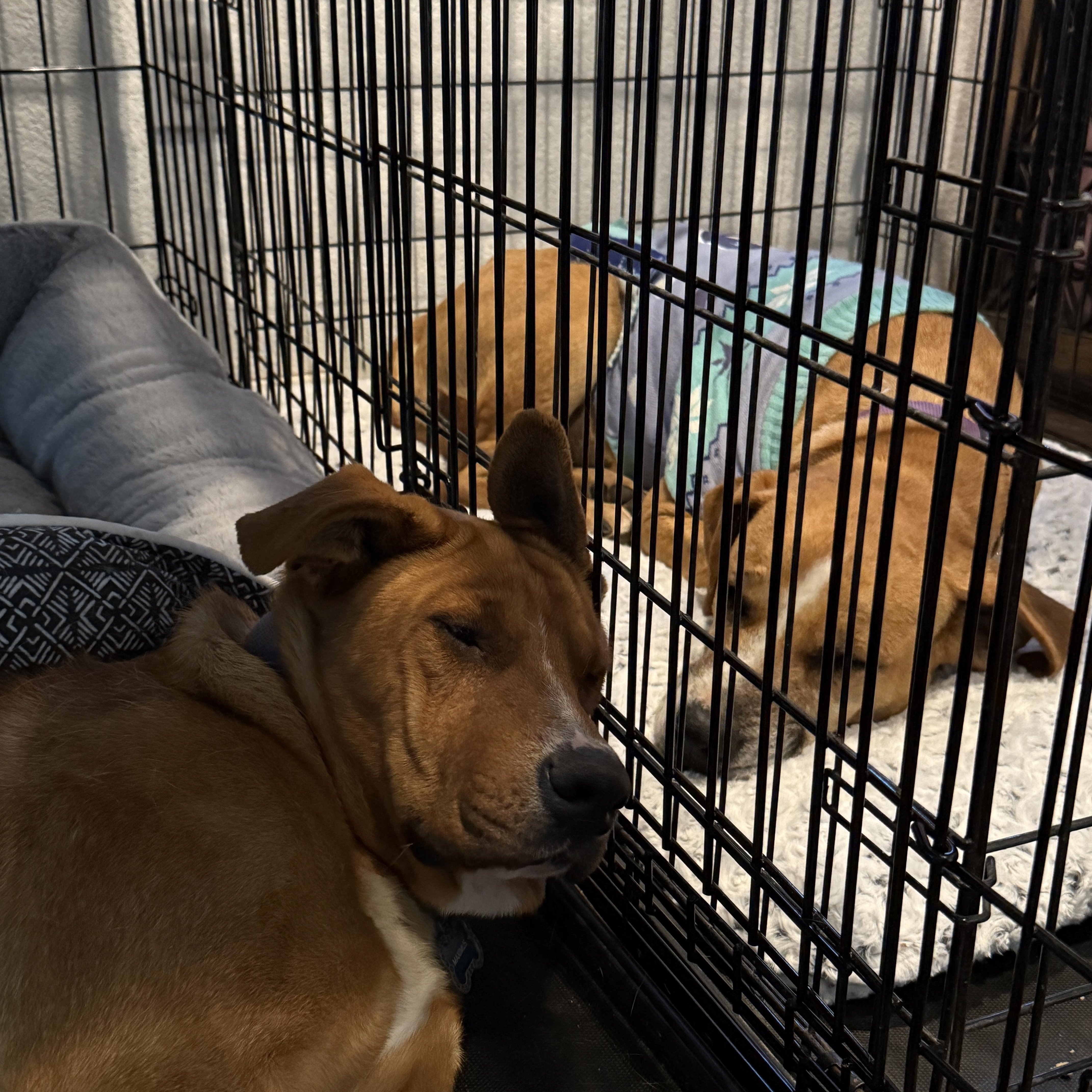 Maximus, a Adoptable mixed breed in Palmdale, CA image 5/6