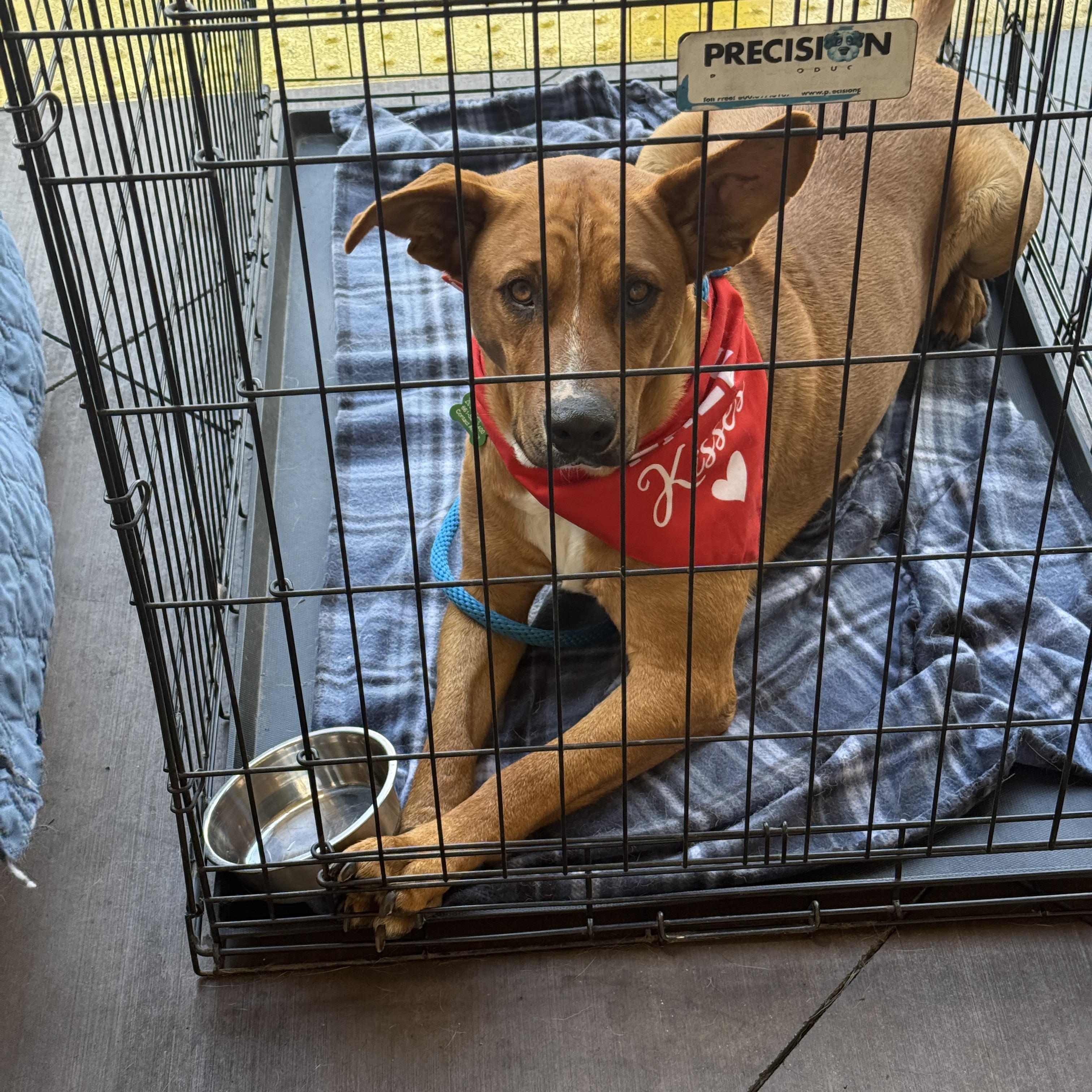 Maximus, a Adoptable mixed breed in Palmdale, CA image 2/6