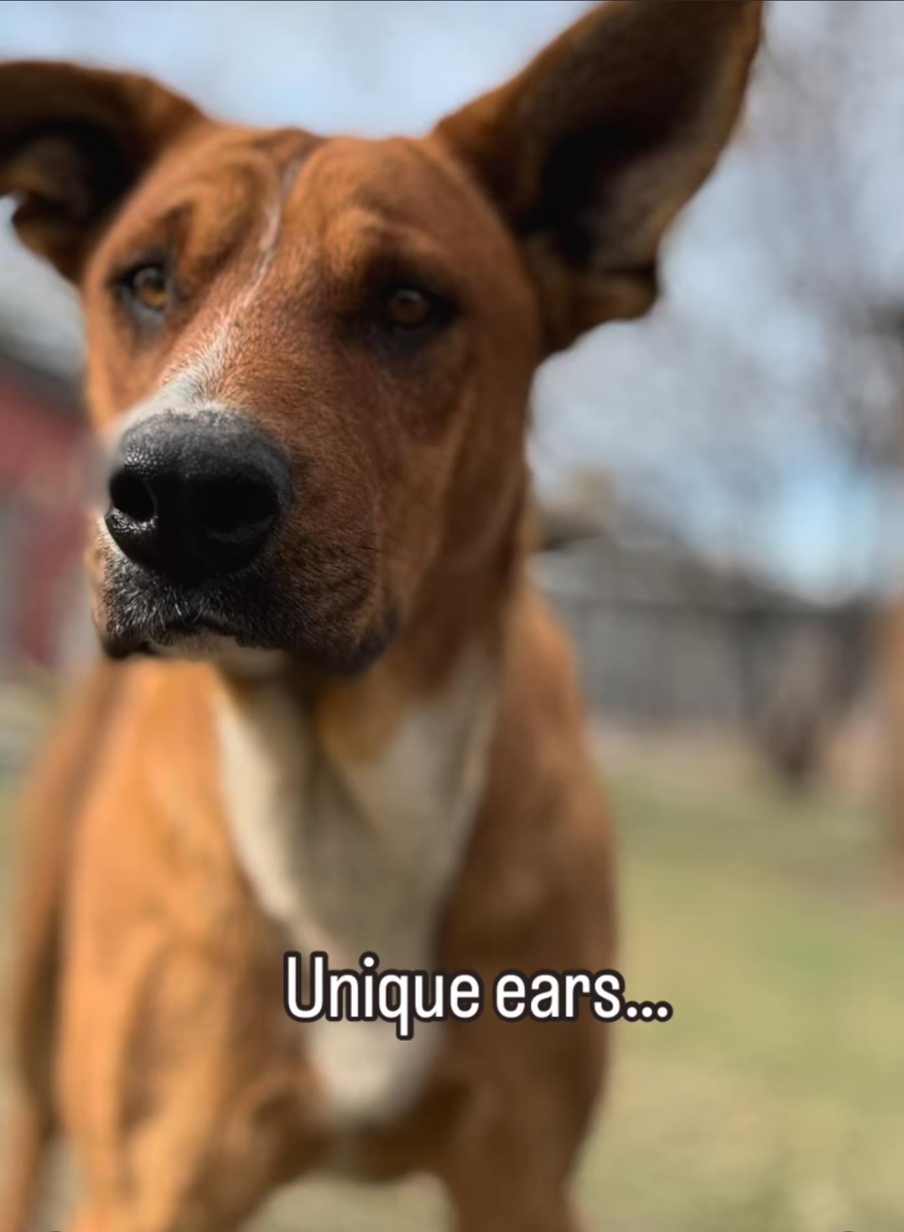 Maximus, a Adoptable mixed breed in Palmdale, CA image 3/6