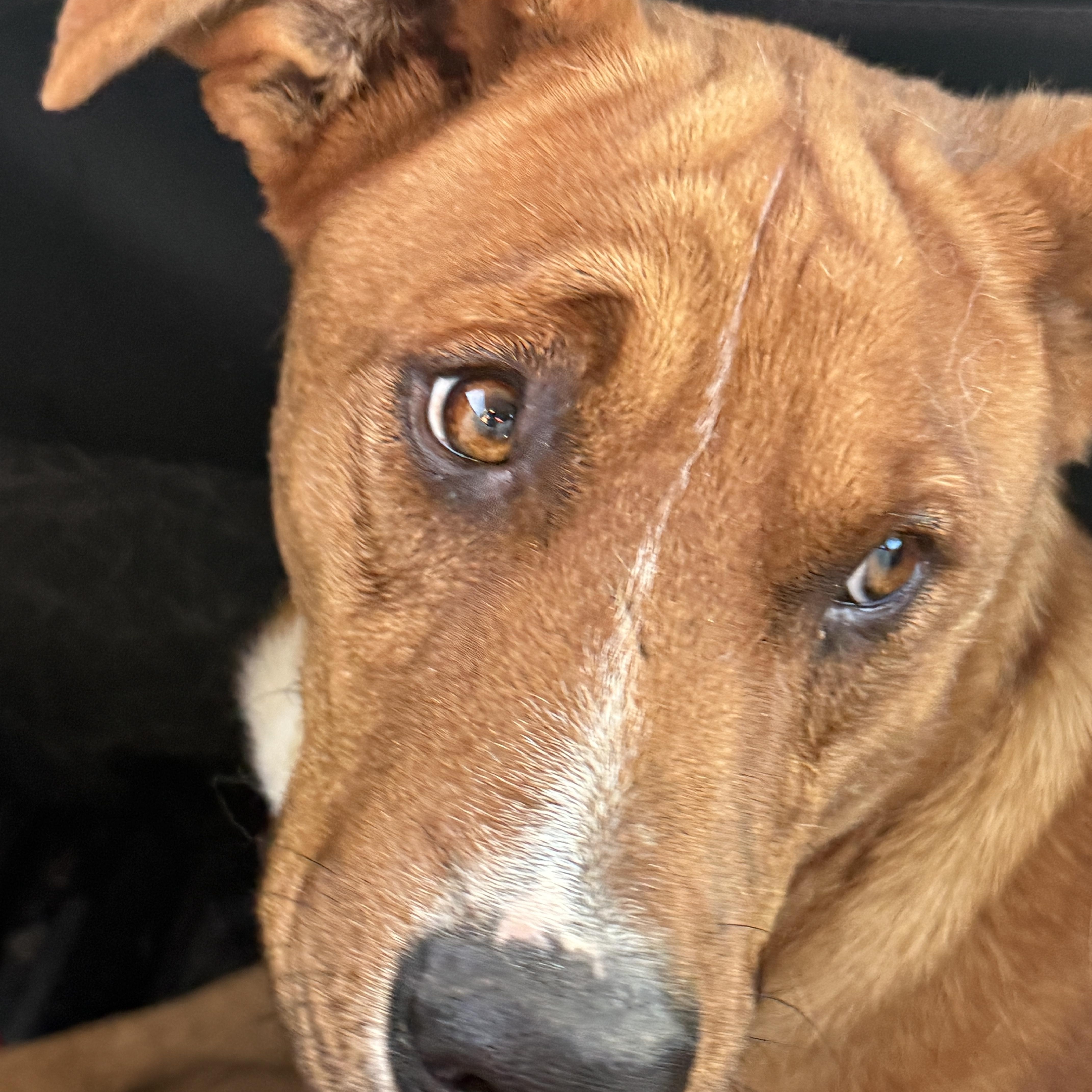 Maximus, a Adoptable mixed breed in Palmdale, CA image 6/6