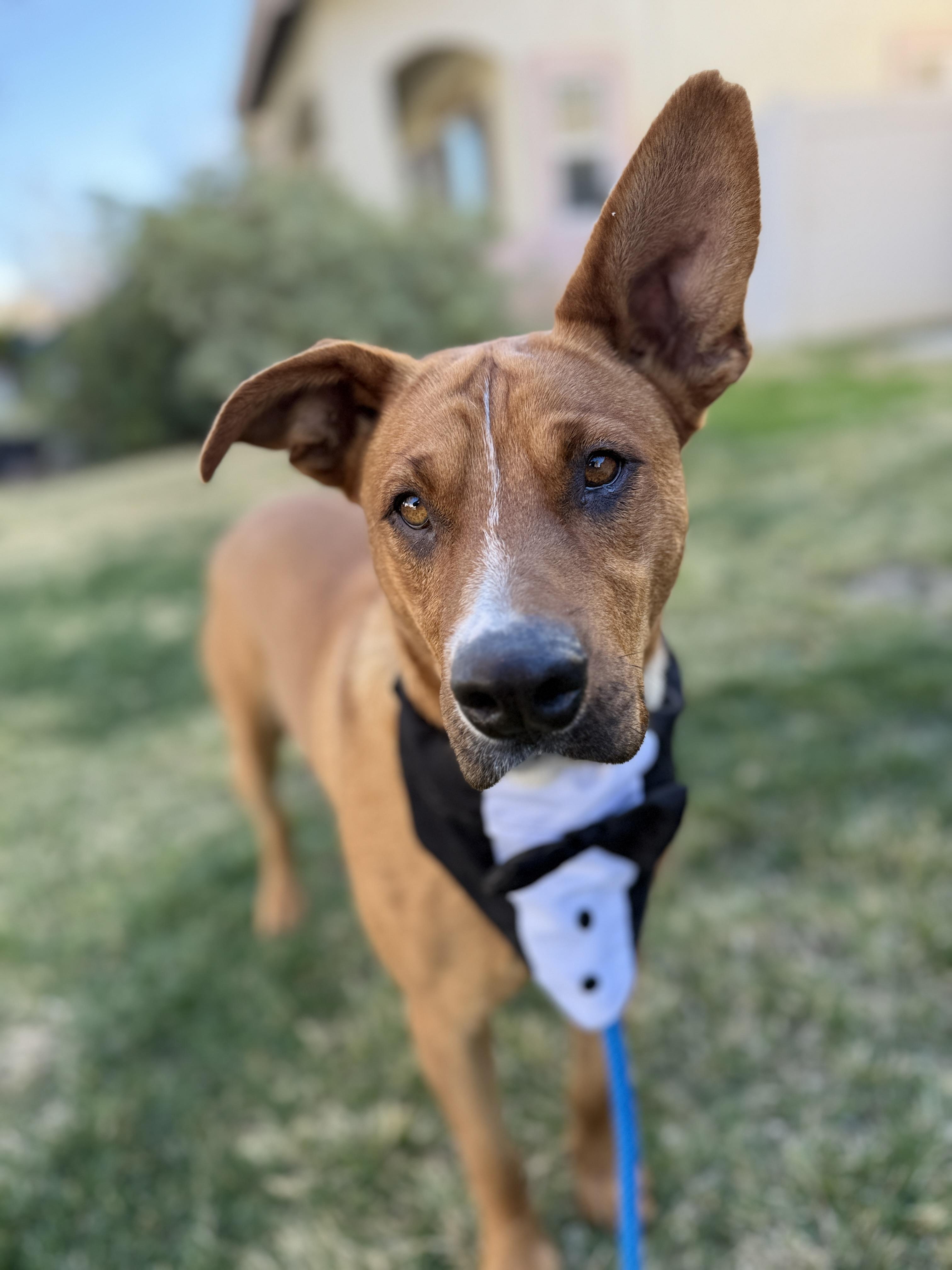 Maximus, a Adoptable mixed breed in Palmdale, CA image 1/6