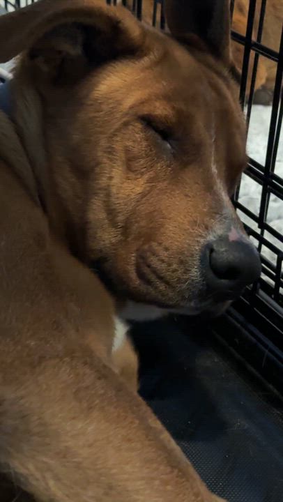 Enlarge Maximus, a Adoptable mixed breed in Palmdale, CA video 4/6