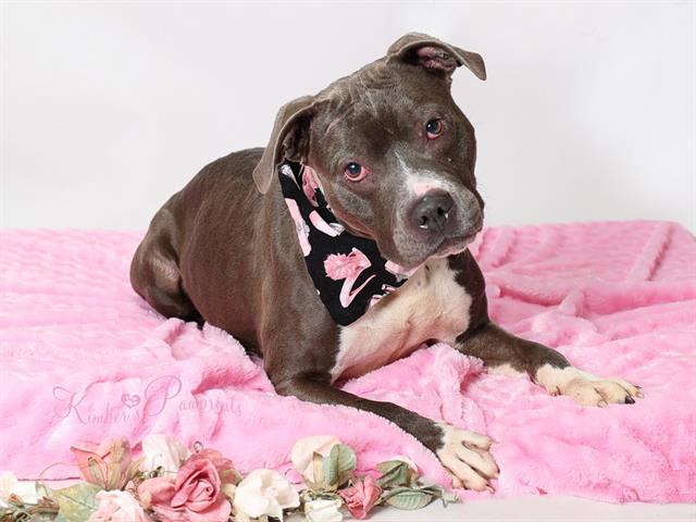 Enlarge LADY CHAOS, a Adoptable Boxer in Omaha, NE image 1/1