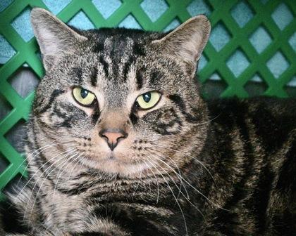 Brisket, Adoptable, Adult Male Domestic Short Hair.