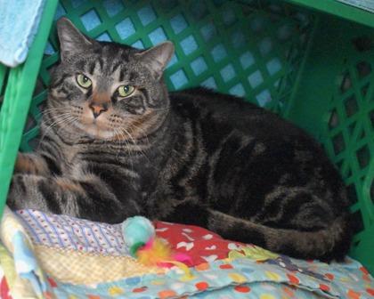 Enlarge Brisket, a Adoptable Domestic Short Hair in West Seneca, NY image 1/2