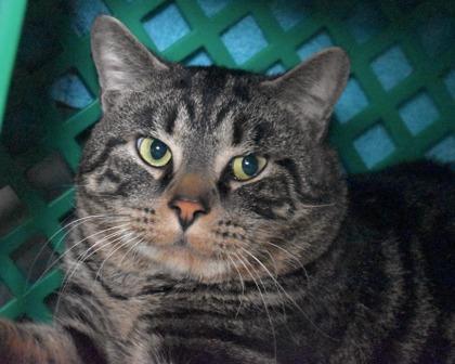 Enlarge Brisket, a Adoptable Domestic Short Hair in West Seneca, NY image 2/2
