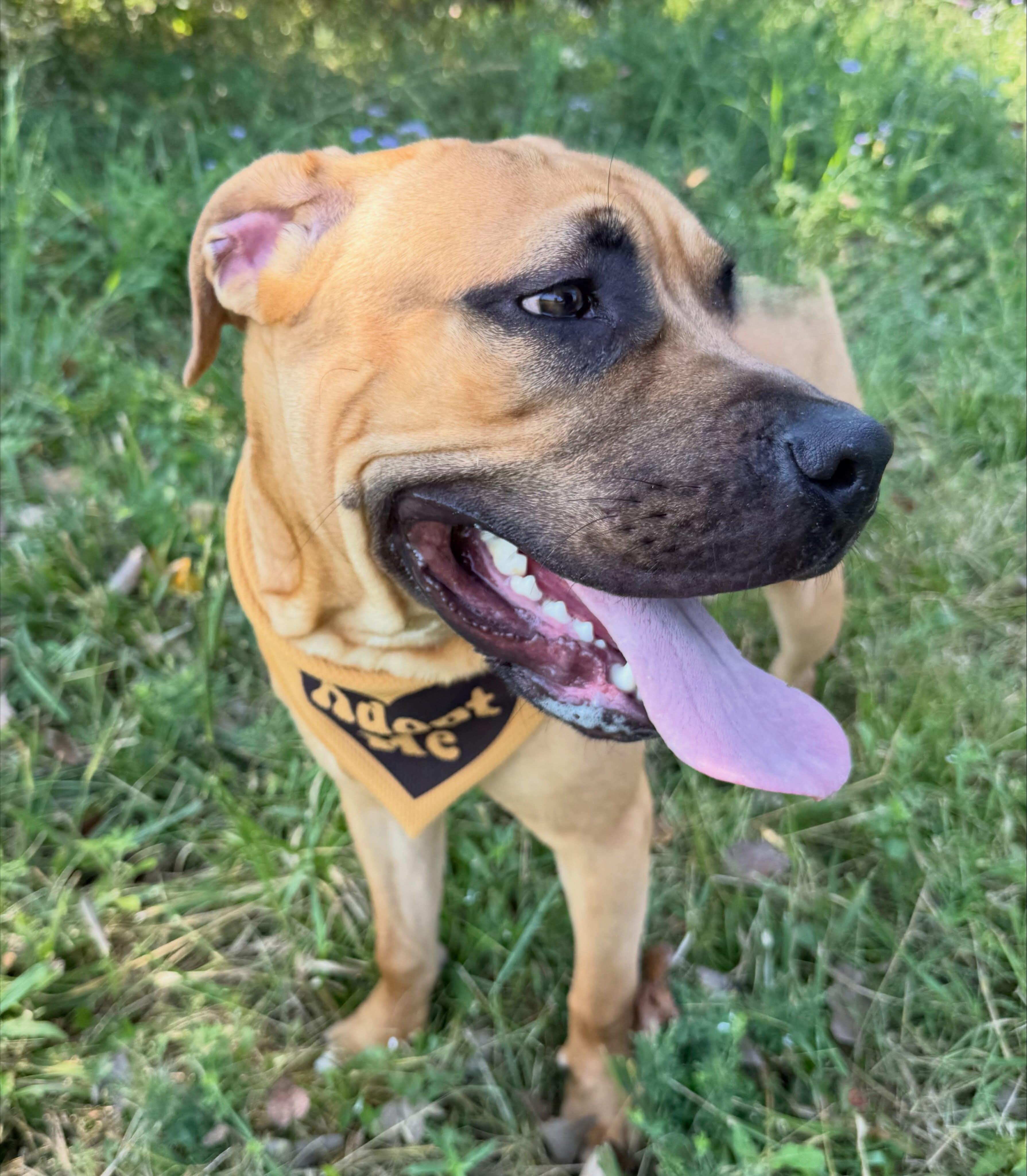Toby, a ADOPTABLE mixed breed in Lebanon, TN image 2/4