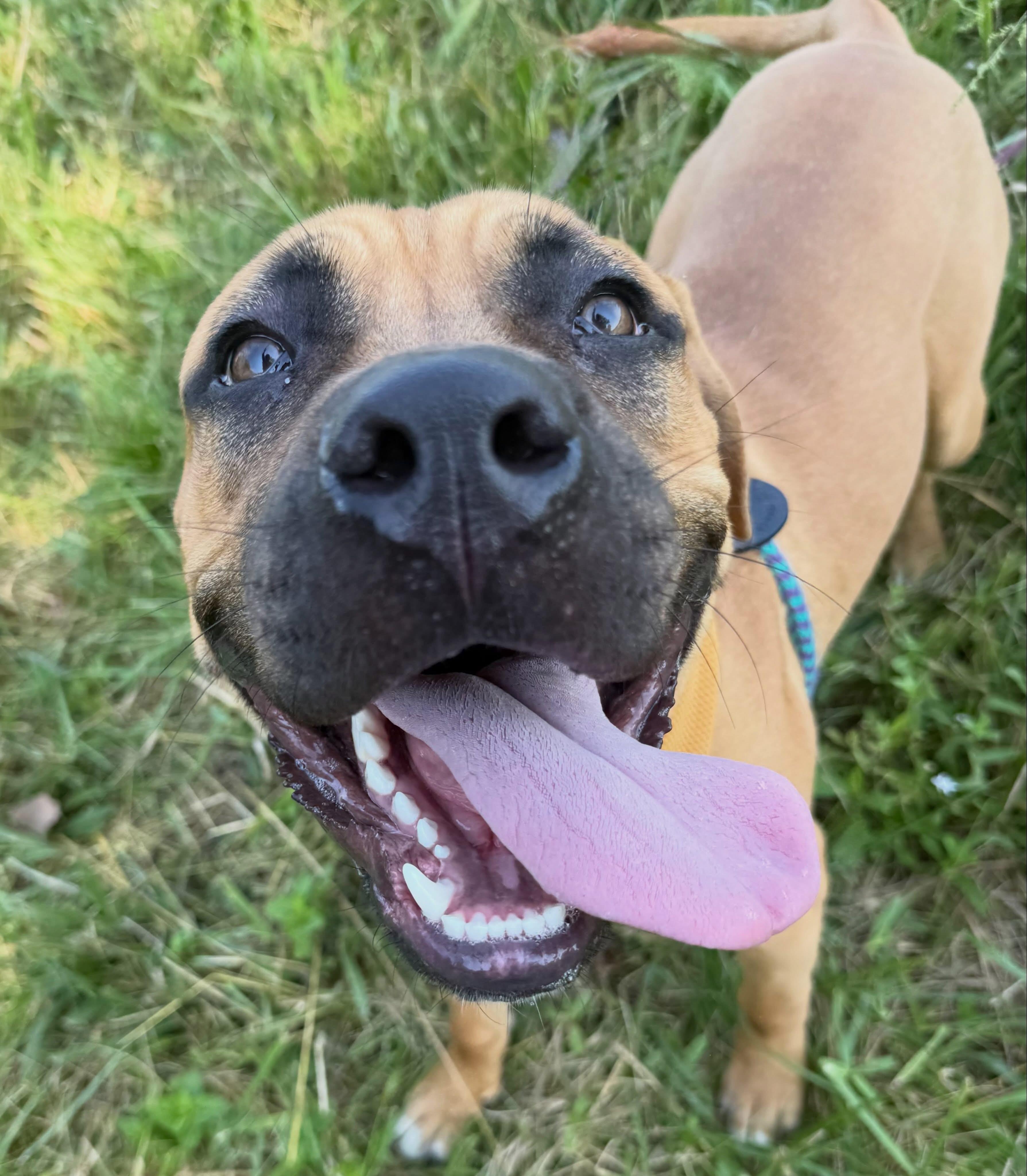 Toby, a ADOPTABLE mixed breed in Lebanon, TN image 3/4