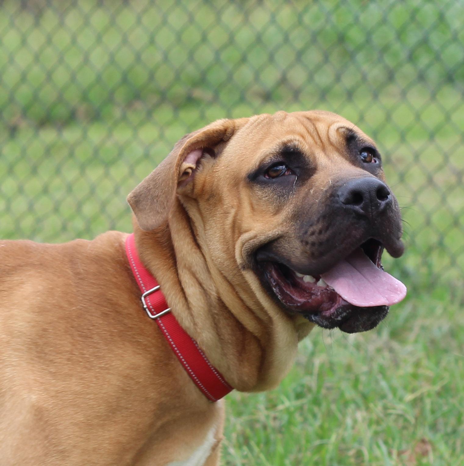 Toby, Adoptable, Young Male Mastiff.