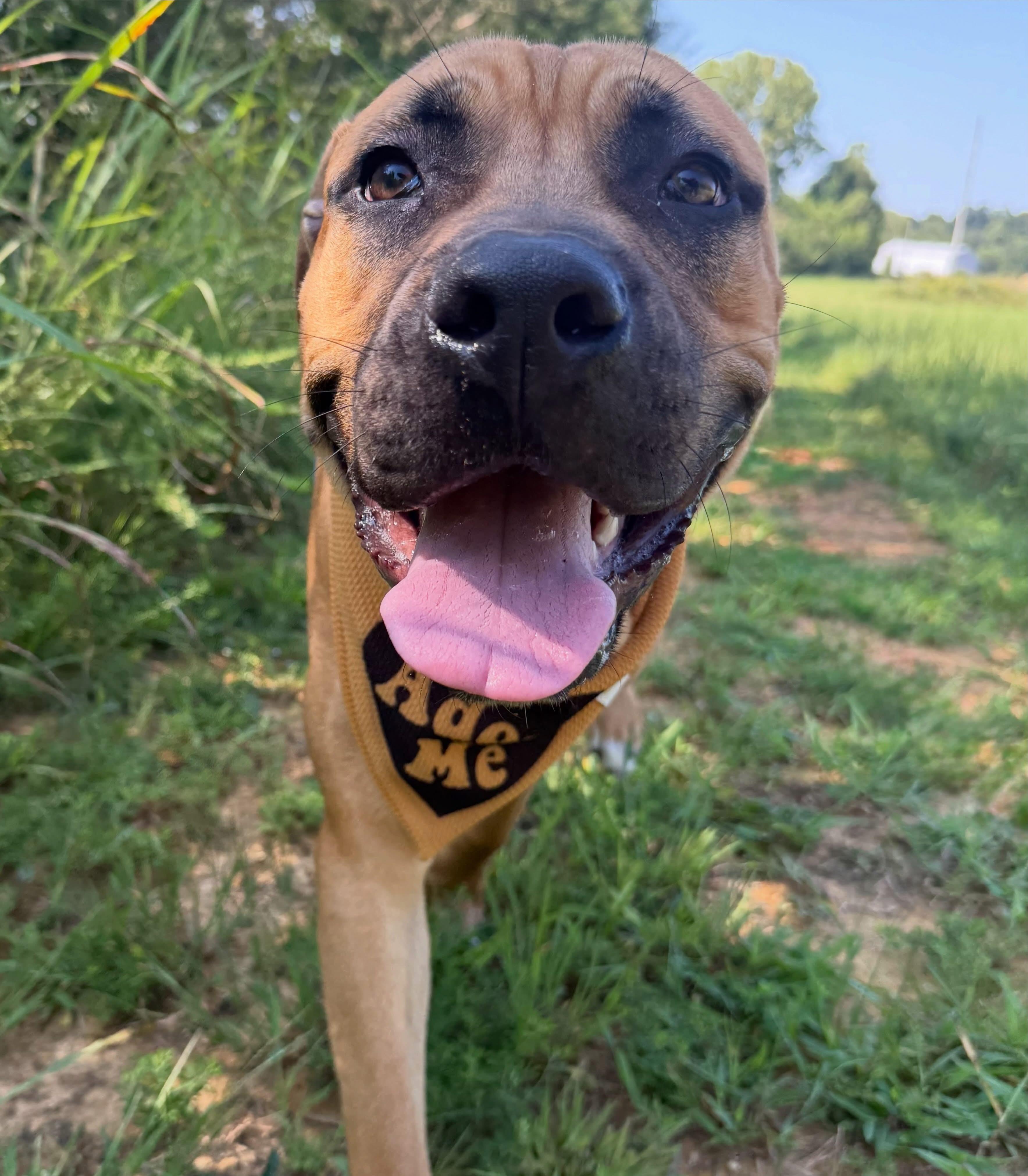 Toby, ADOPTABLE, Young Male Mastiff.