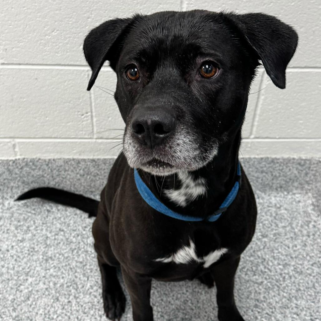 Enlarge James, a Adoptable Labrador Retriever in Grand Rapids, MI image 1/2