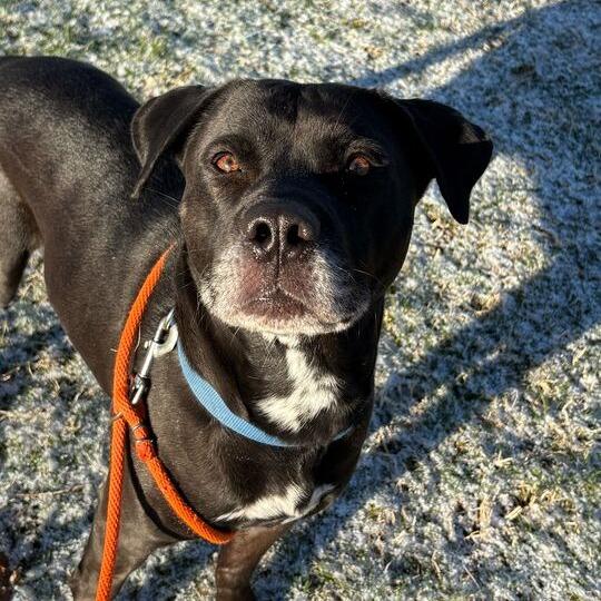 Enlarge James, a Adoptable Labrador Retriever in Grand Rapids, MI image 2/2