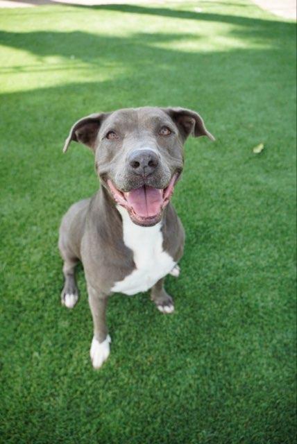 Heidi, Adoptable, Adult Female American Staffordshire Terrier.