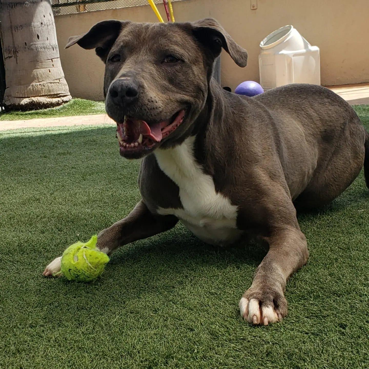 Heidi, a Adoptable American Staffordshire Terrier in Brea, CA image 6/7