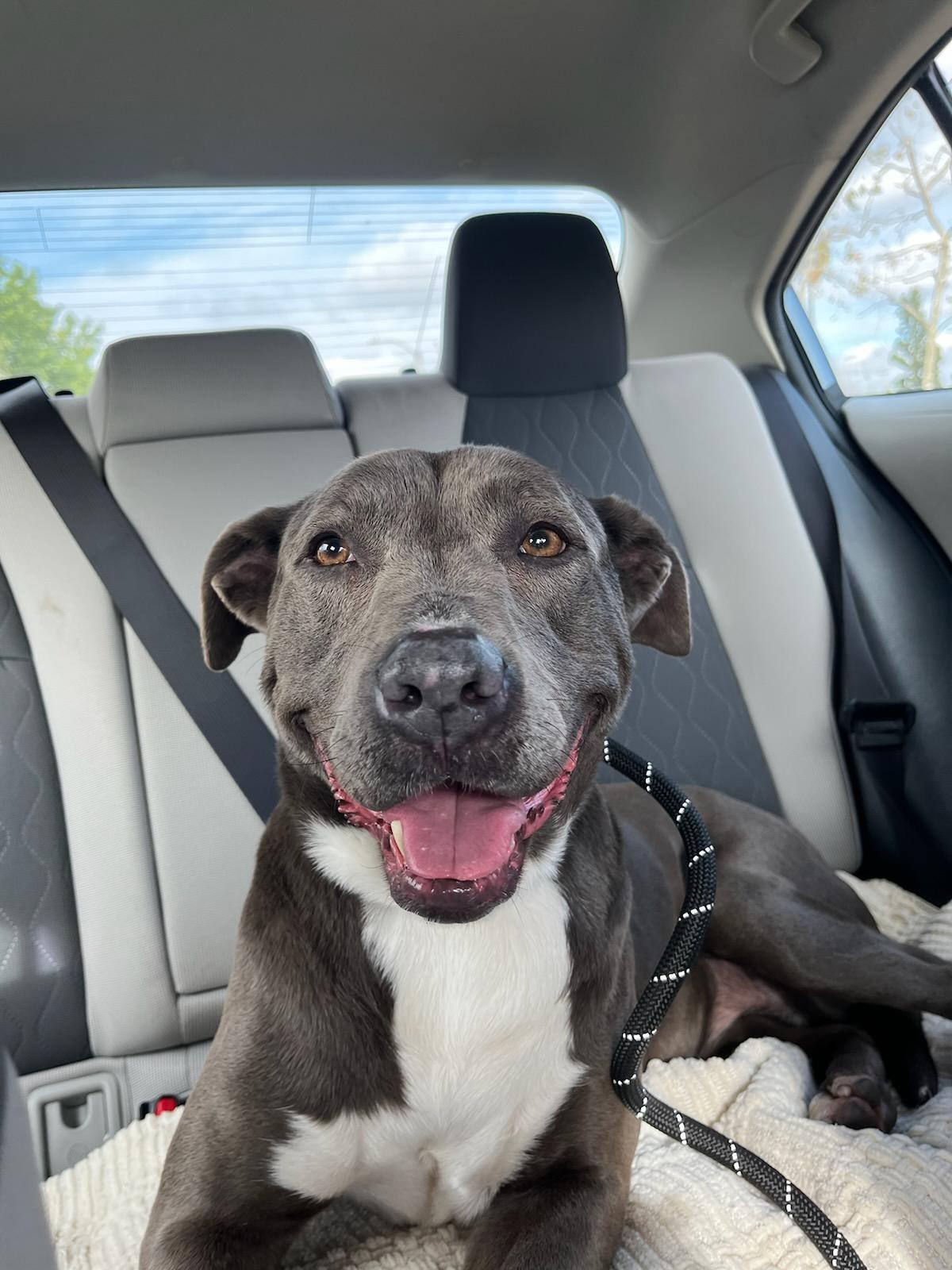 Enlarge Heidi, a Adoptable American Staffordshire Terrier in Brea, CA image 7/7